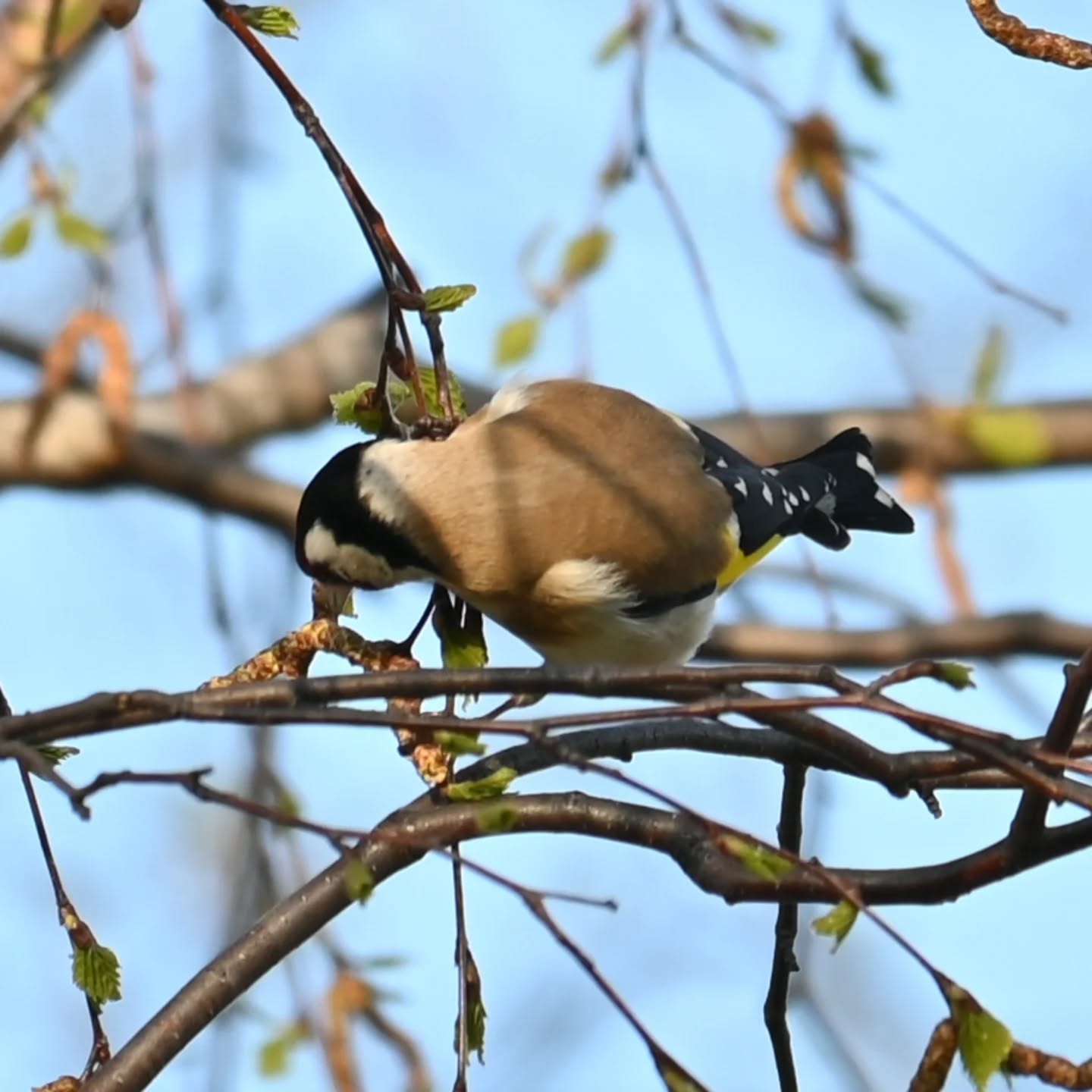 Stado szczygłów na gałązkach brzozy, były tak zajęte że nawet nie zwracały na nas uwagi | A flock of goldfinches on birch branches; they were so busy they didn't even notice us

#szczygieł #ptakiwiosną #cardueliscarduelis #goldfinch #birdsinspring