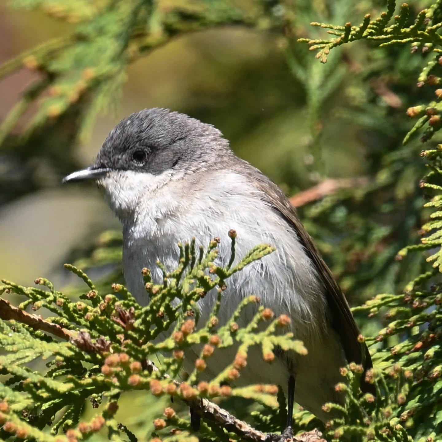 Piegża

#piegża #ptakiwiosną #currucacurruca #lesserwhitethroat #birdsinspring