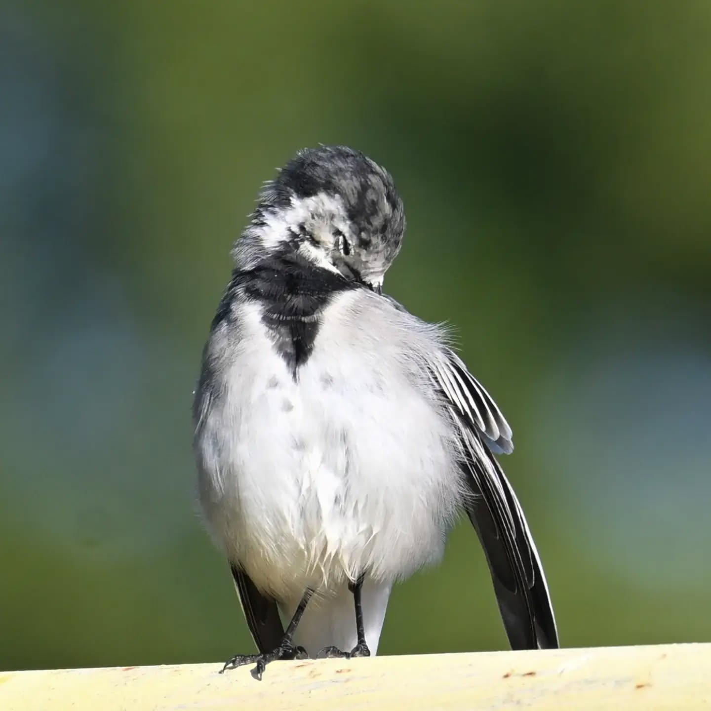 Pliszka siwa pielęgnująca pióra | White wagtail preening its feathers

#pliszkasiwa #ptaki #motacillaalba #whitewagtail #birds
