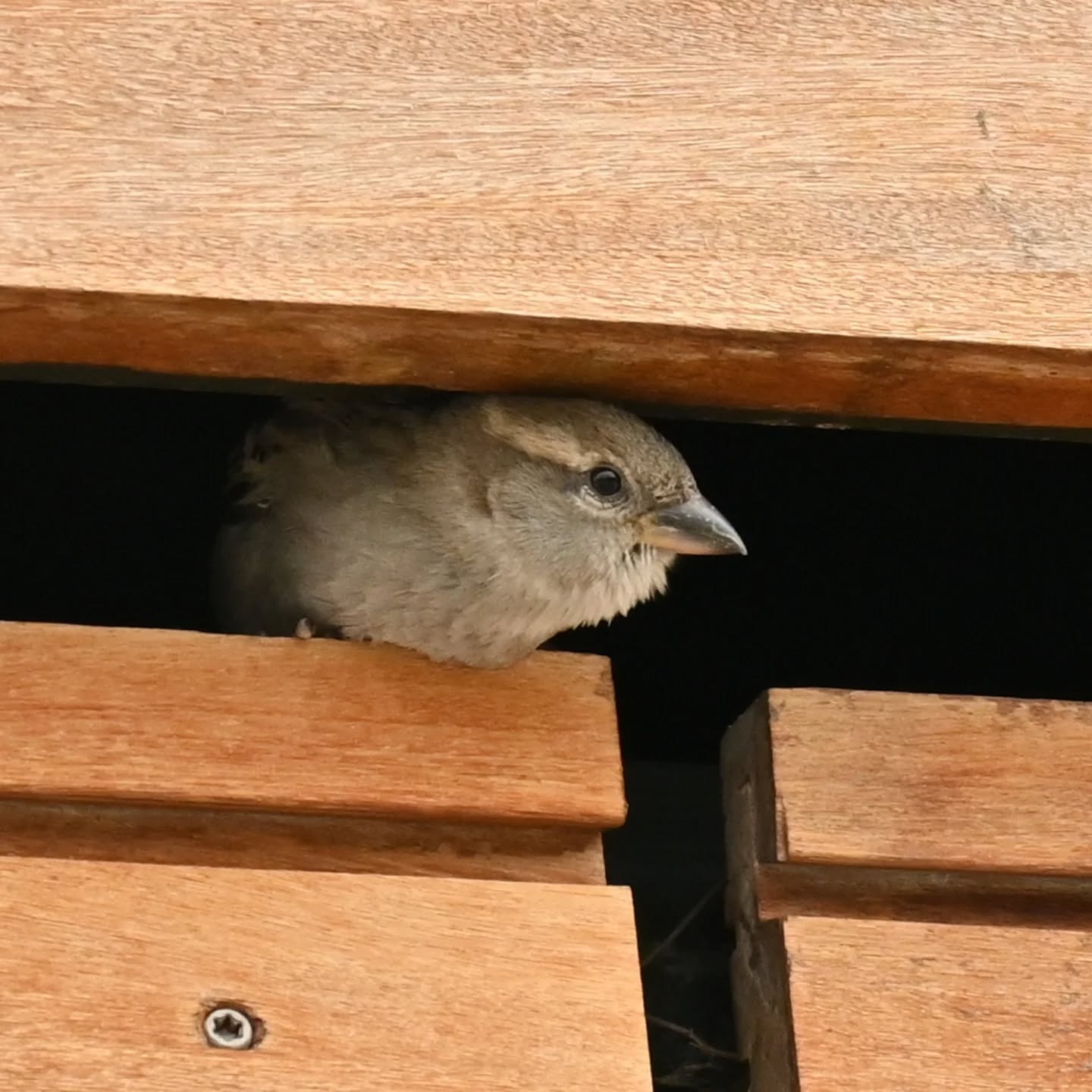Portowe wróble | Harbor sparrows

#wróbel #ptaki #passerdomesticus #sparrow #housesparrow