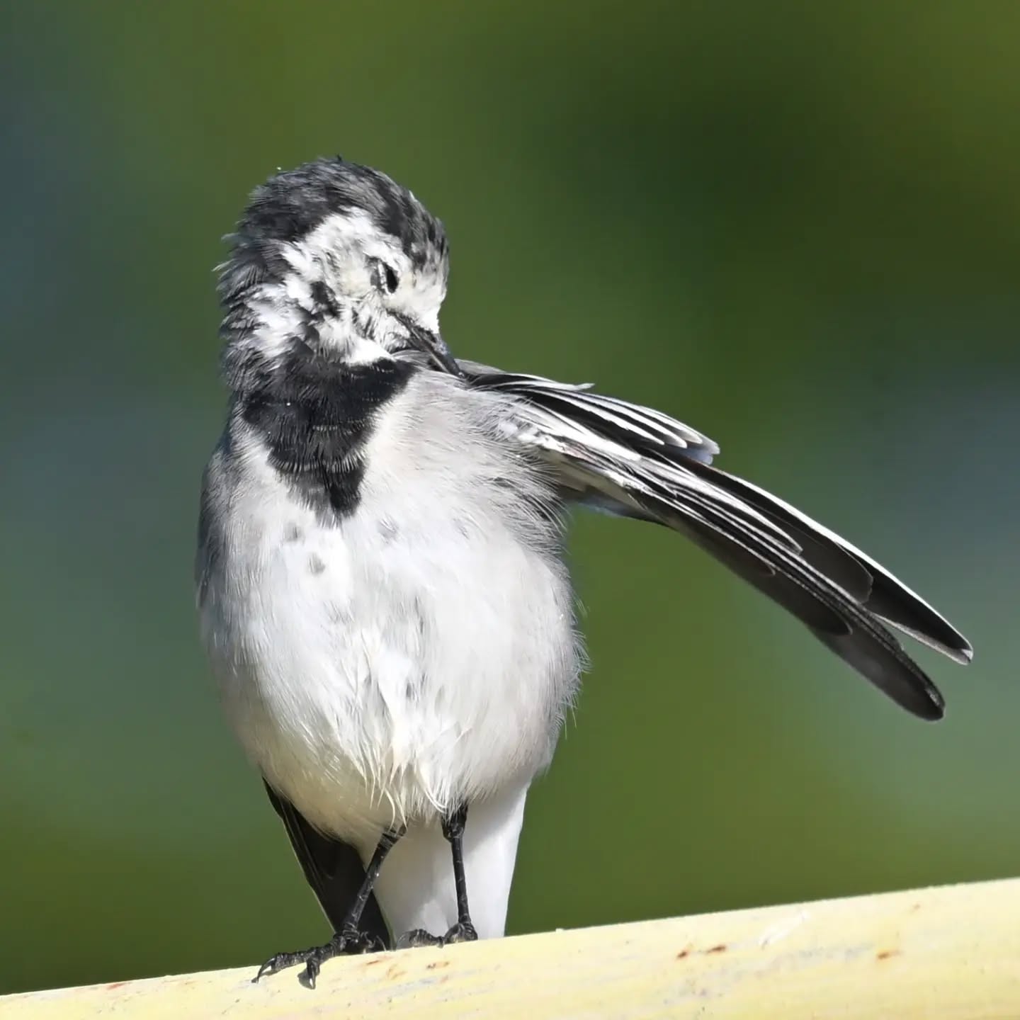 Pliszka siwa pielęgnująca pióra | White wagtail preening its feathers

#pliszkasiwa #ptaki #motacillaalba #whitewagtail #birds