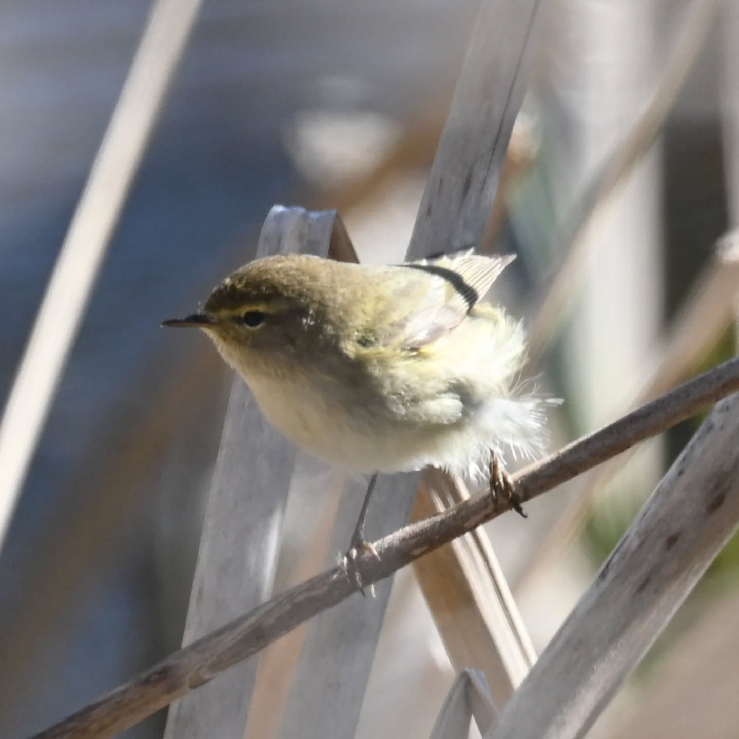 Pierwiosnek

#pierwiosnek #ptakiwiosną #phylloscopuscollybita #chiffchaff #birdsinspring