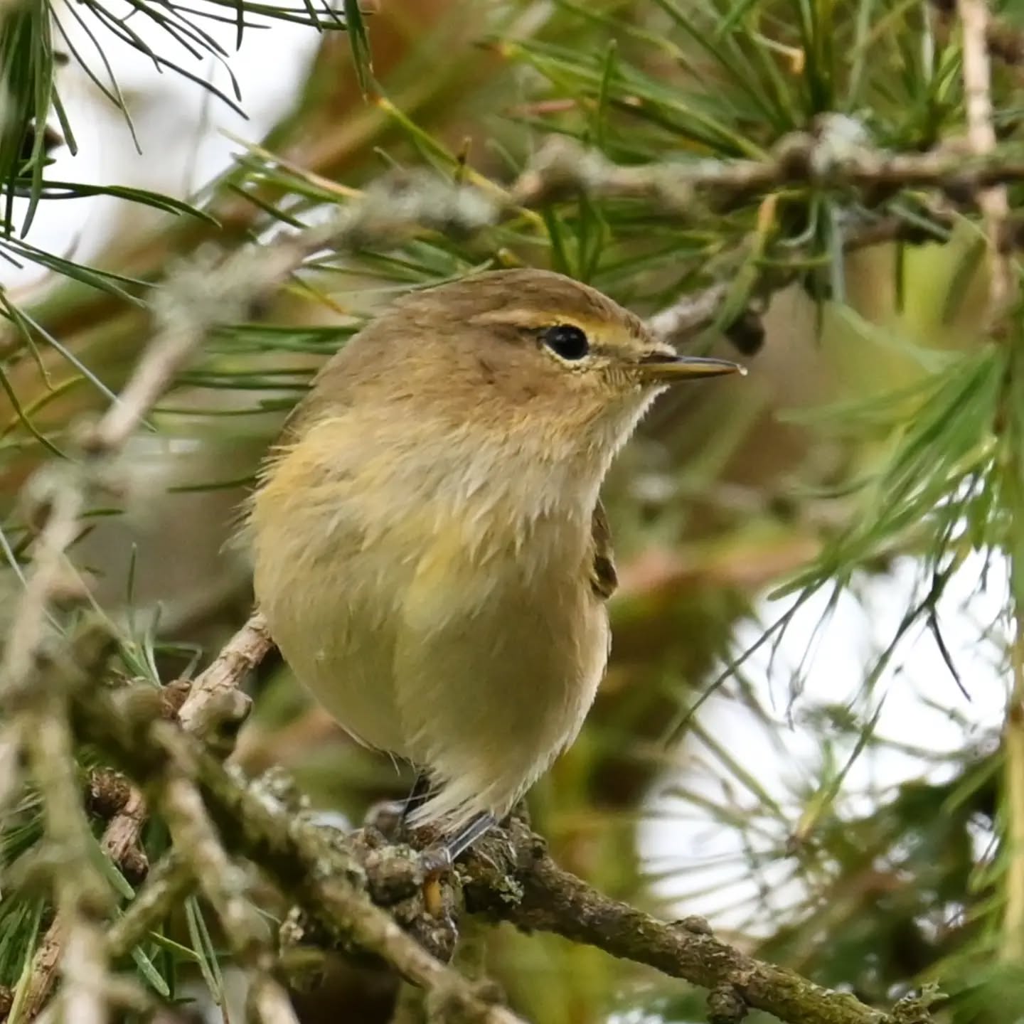 Mazurski pierwiosnek 

#pierwiosnek #ptaki #phylloscopuscollybita #chiffchaff #birds