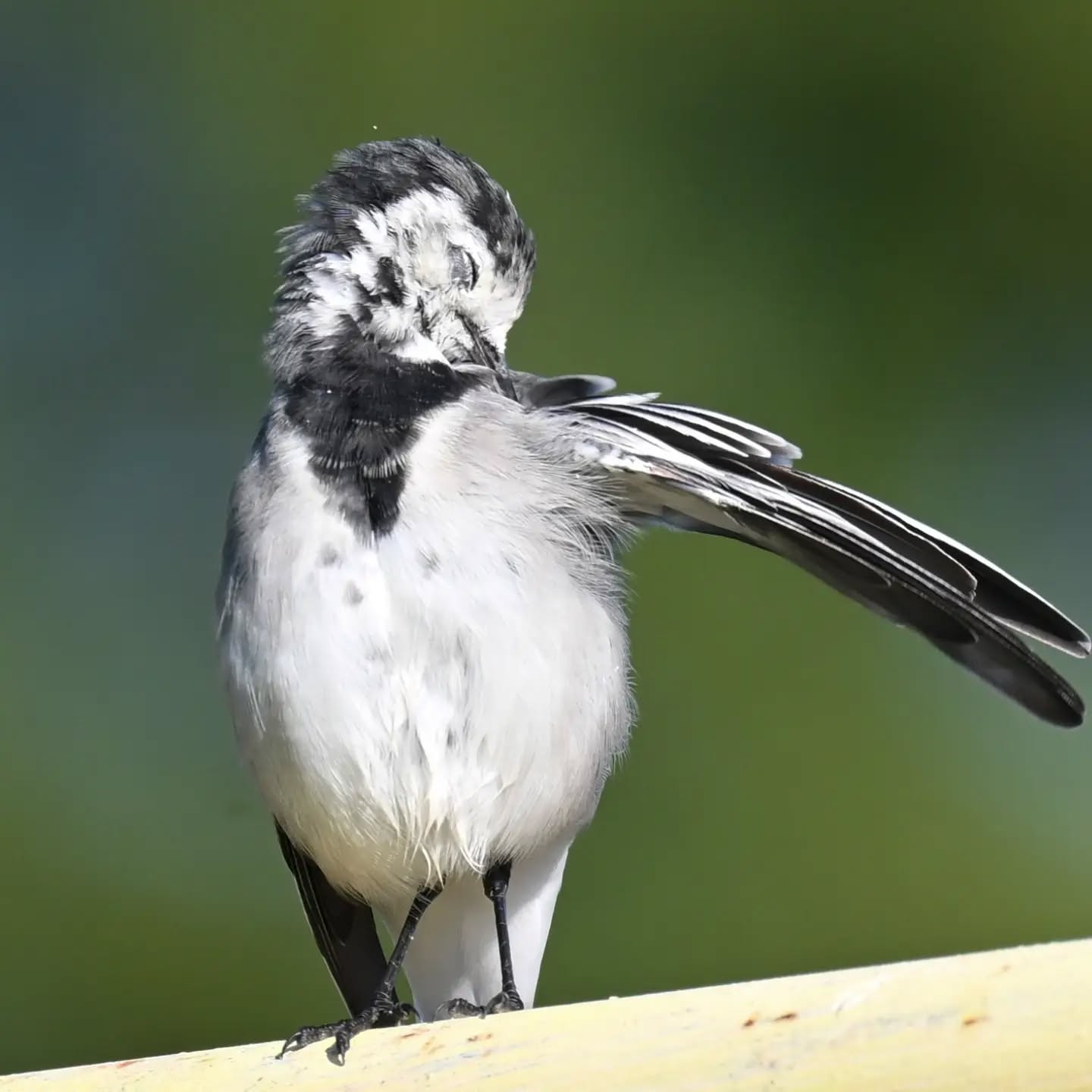 Pliszka siwa pielęgnująca pióra | White wagtail preening its feathers

#pliszkasiwa #ptaki #motacillaalba #whitewagtail #birds