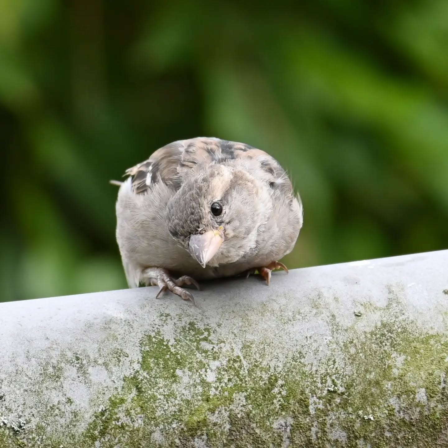 Mody nadmorski wróbelek pt. 2, w poprzednim poście nie wygrało się jedno zdjęcie, na którym wróbel bacznie nam się przegląda ☺️
A young seaside sparrow  pt.2 The post before one of the photos, where the sparrow is watching us closely, didn't upload ☺️

#wróbel #ptaki #passerdomesticus #sparrow #housesparrow