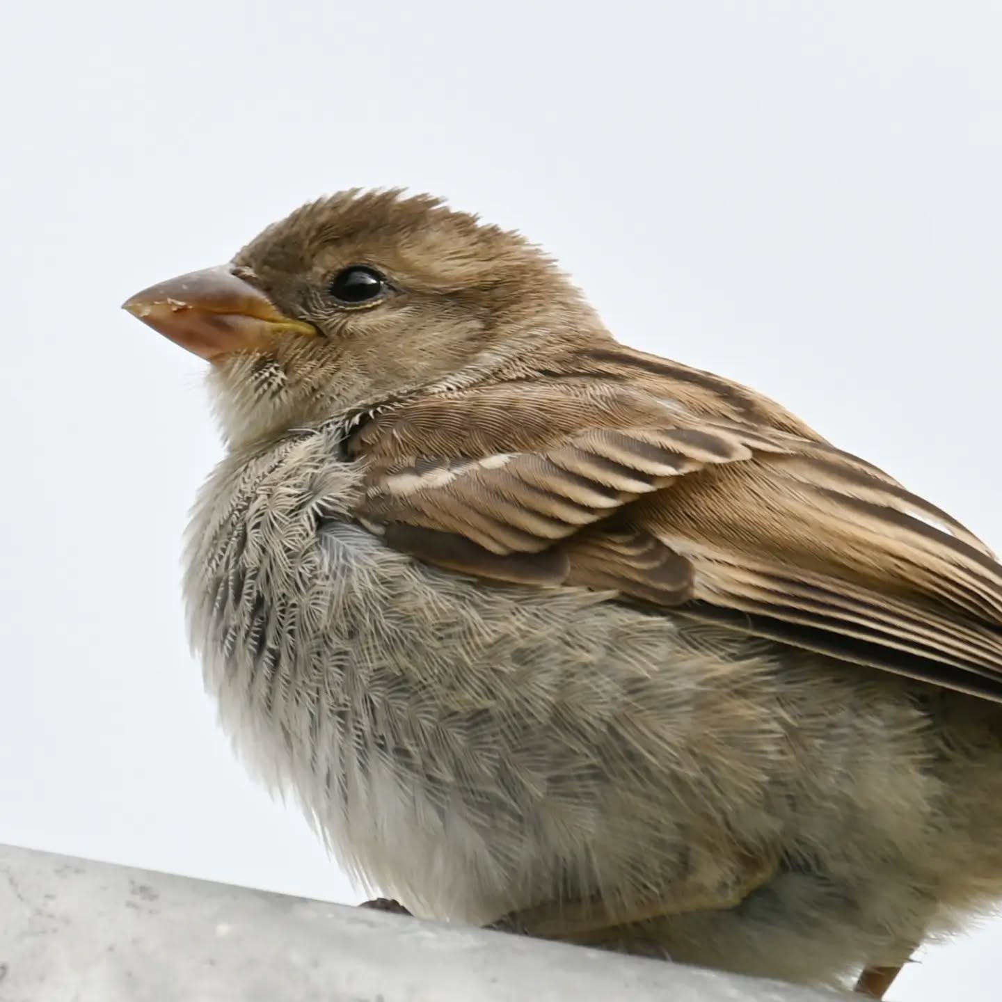 Mody nadmorski wróbelek |  A young seaside sparrow

#wróbel #ptaki #passerdomesticus #sparrow #housesparrow