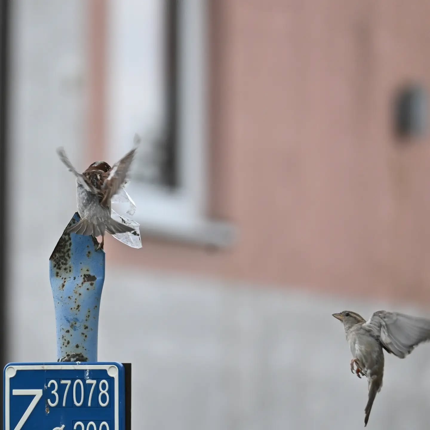 Zmykaj! teraz ja tu siadam! | Scram! I'm sitting here now!

#wróbel #samicawróbla #passerdomesticus #sparrow #femalesparrow