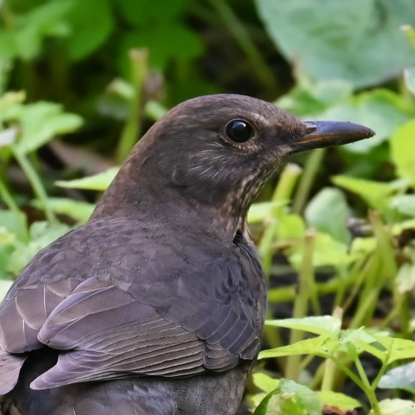 🇵🇱 Portret kosa 
🇬🇧 Blackbird's portrait

#kos #ptaki #turdusmerula #blackbird #birds