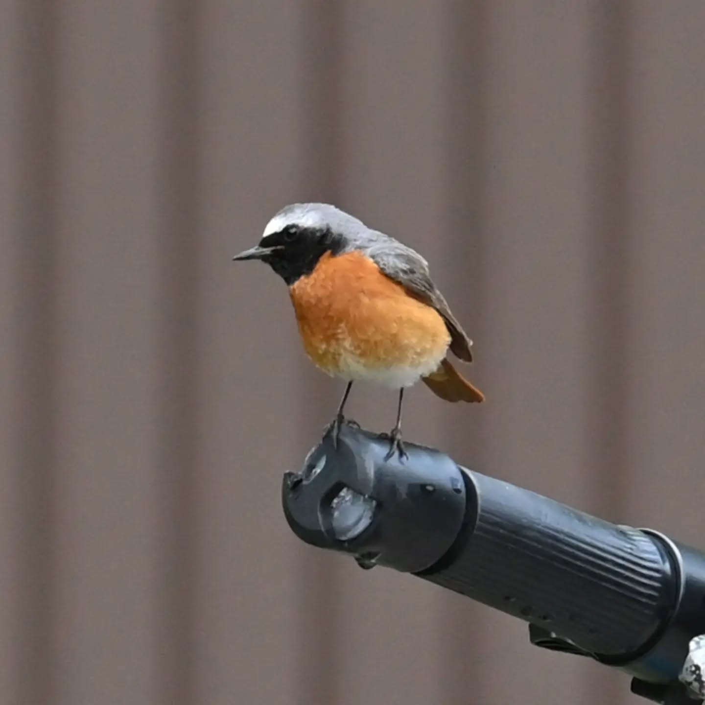 W tym roku na nasze osiedle znów przyleciała pleszka, albo może tym razem przyjechała hulajnogą | 
This year, the common redstart flew to our neighborhood again, or maybe this time it arrived on an electric scooter.

#pleszka #ptaki #phoenicurusphoenicurus #commonredstart #redstart