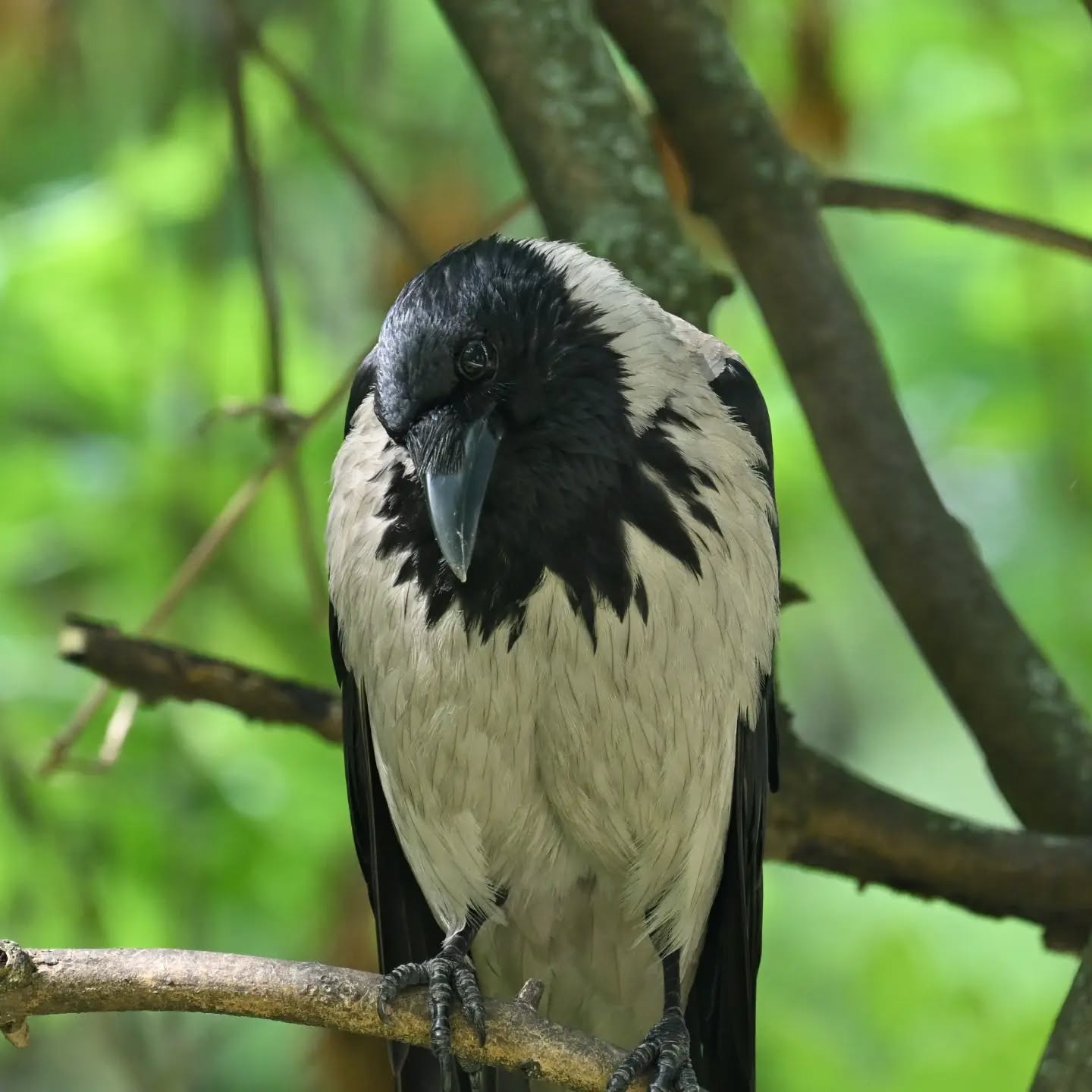Portrety wrony, za piękne pozowanie dostała orzecha ☺️

#wronasiwa #ptaki #corvuscorone #hoodedcrow #birds