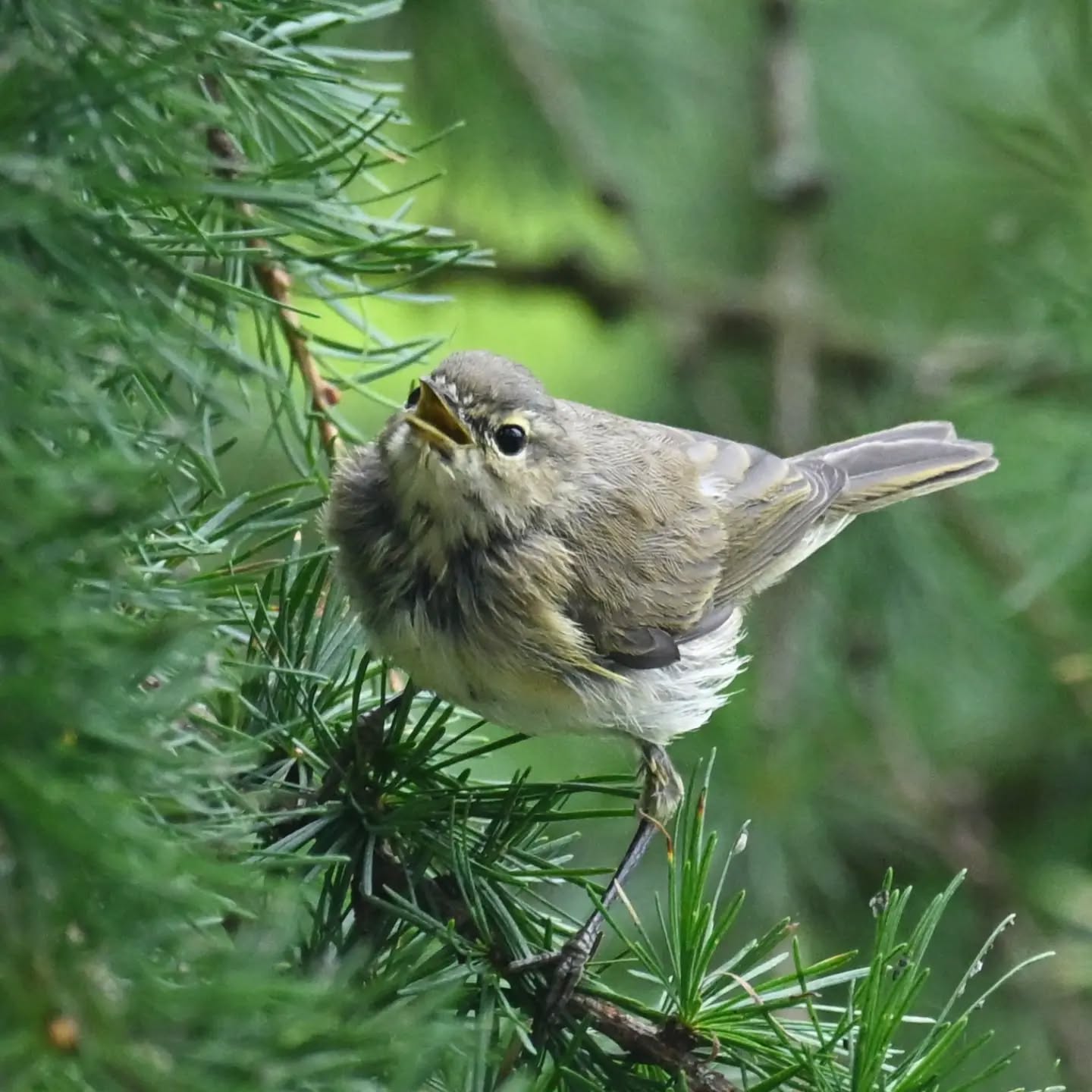 Młody pierwiosnek (najprawdopodobniej młody, z naszych obserwacji wynika że takie rozczochrane to raczej młode osobniki 😂)

A young chiffchaff (most likely a juvenile, our observations show that the messy-looking ones are usually the young ones 😂)

Koniec sierpnia 2026 | End of August 2026

#pierwiosnek #ptaki #phylloscopuscollybita #chiffchaff #birds