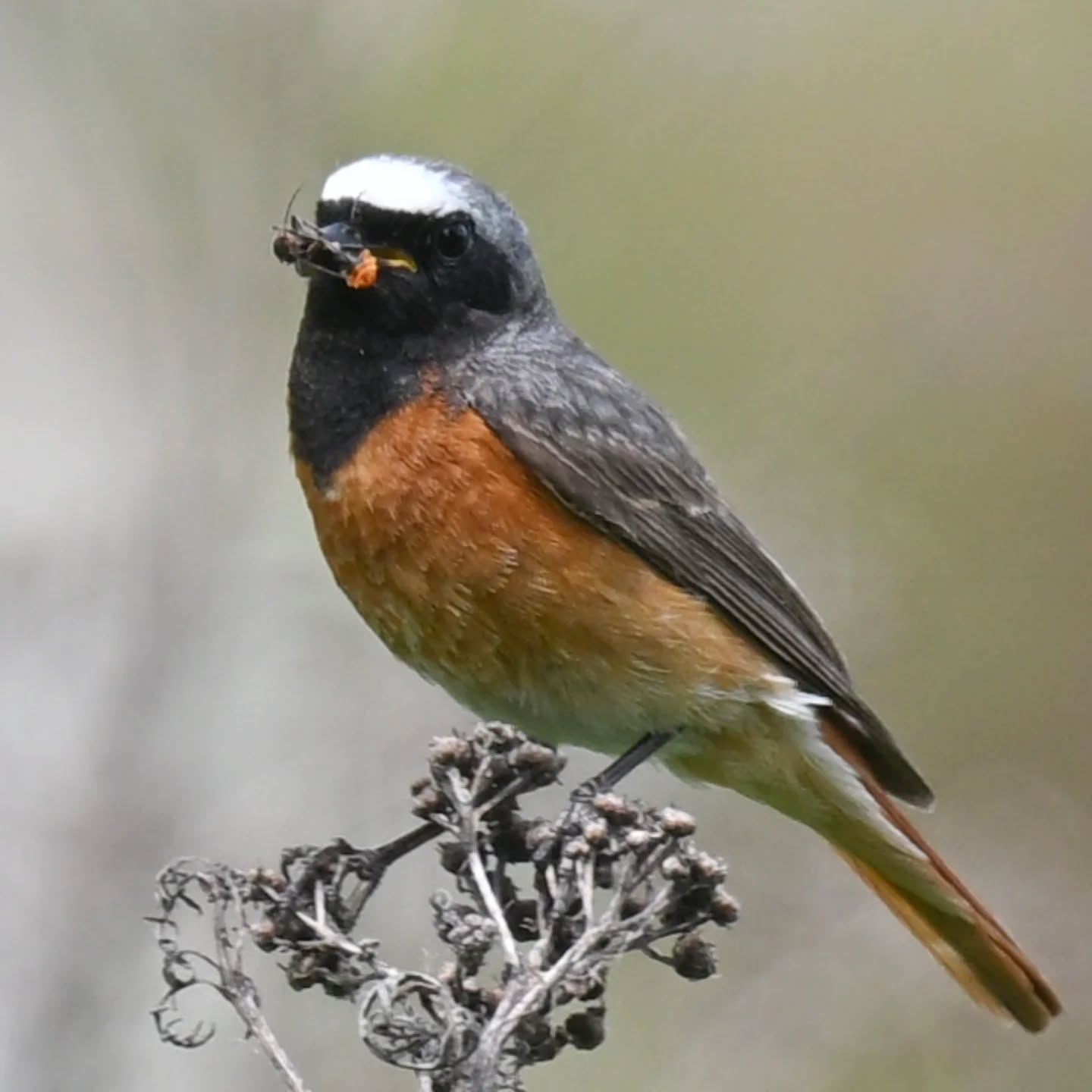 Pan pleszka z pełnym dziobem | Mr. Redstart with a full beak

#pleszka #ptakiwiosną #phoenicurusphoenicurus #redstart #commonredstart