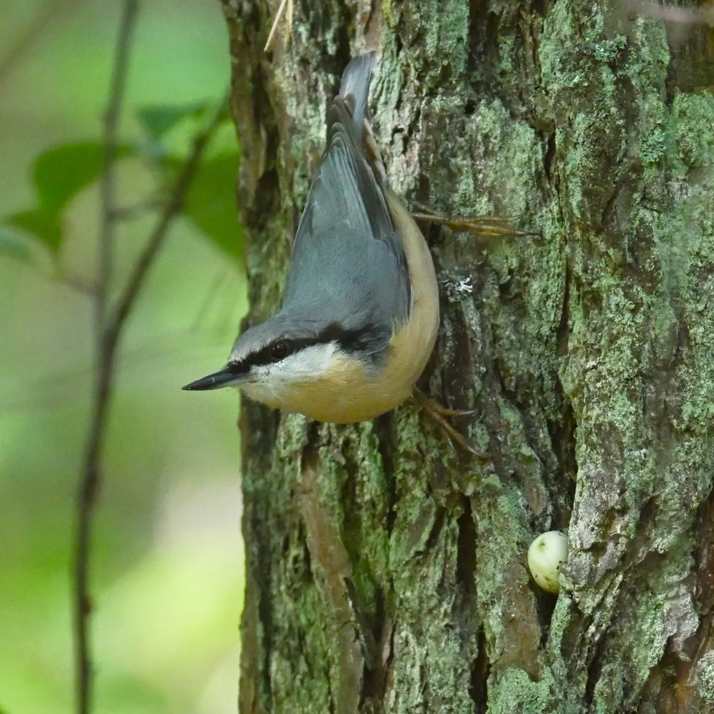 Kowalik, schował tego w żołędzia w zagłębienie kory, chwilkę się zastanowił, wyjął i poszedł szukać innej kryjówki.

The nuthatch hid the acorn in a crevice in the bark, hesitated for a moment, then took it out and went to look for another hiding place.

Mazury, koniec sierpnia 2026 | Masuria, end of August 2026 

#kowalik #ptaki #sittaeuropaea #nuthatch #birds