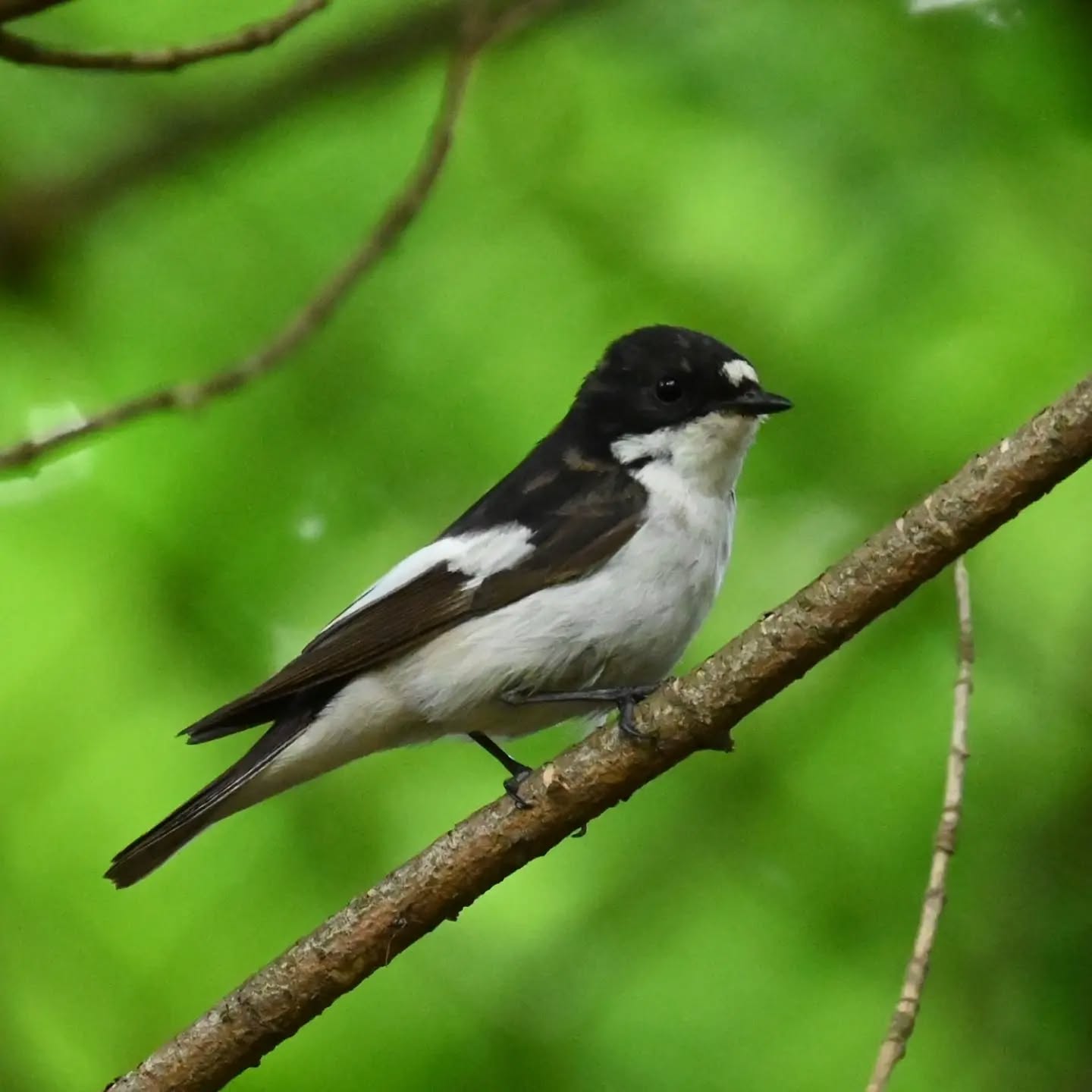 Samiec muchołówki żałobnej, oprócz niego na gałązkach był również inny ptaszek, prawdopodobnie podlot. | 
A male European pied flycatcher, and beside him on the branches there was also another little bird, probably a fletchling.

Czerwiec 2024 | June 2024

#muchołówkażałobna #ptaki #ficedulahypoleuca
#europeanpiedflycatcher #piedflycatcher
