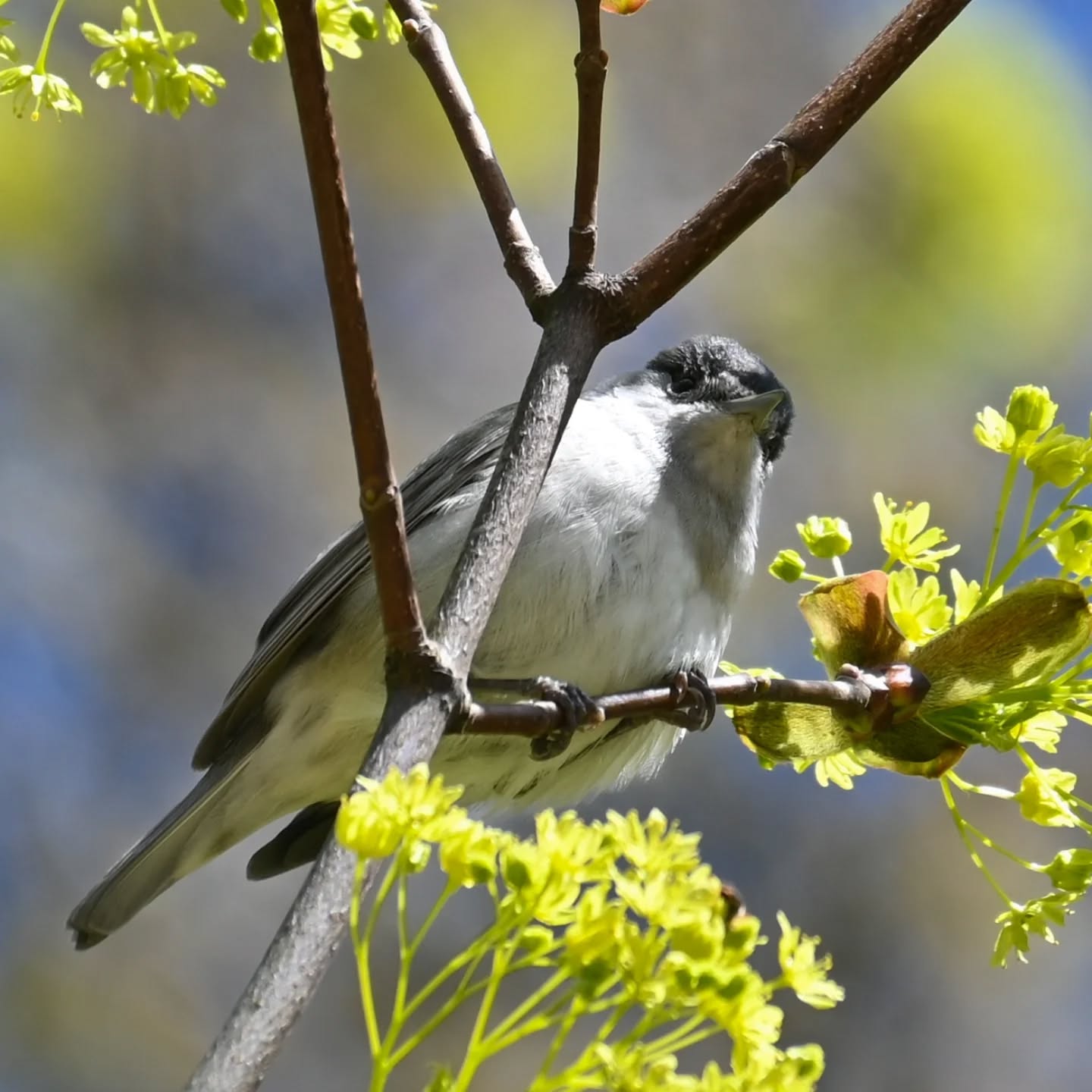 Była ostatnio pani kapturka, a teraz małżonek | We had a female blackcap recently, and now her mate is here

#kapturka #samieckapturki #sylviaantricapilla #blackcap #maleblackcap