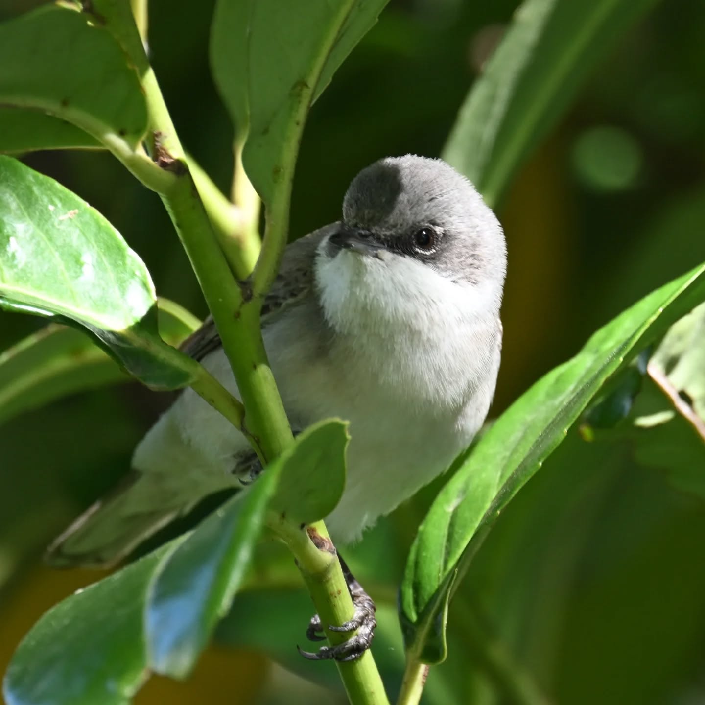 Spamowania piegżą ciag dalszy 😊 tę spotkaliśmy rok temu na dolnym Śląsku o tej samej porze roku, ale jeszcze nie publikowaliśmy tych zdjęć | More whitethroat spam incoming! 😊 We met this one a year ago in Lower Silesia at the same time of year, but we haven't shared these photos yet

#piegża #ptakiwiosną #currucacurruca #lesserwhitethroat #birdsinspring