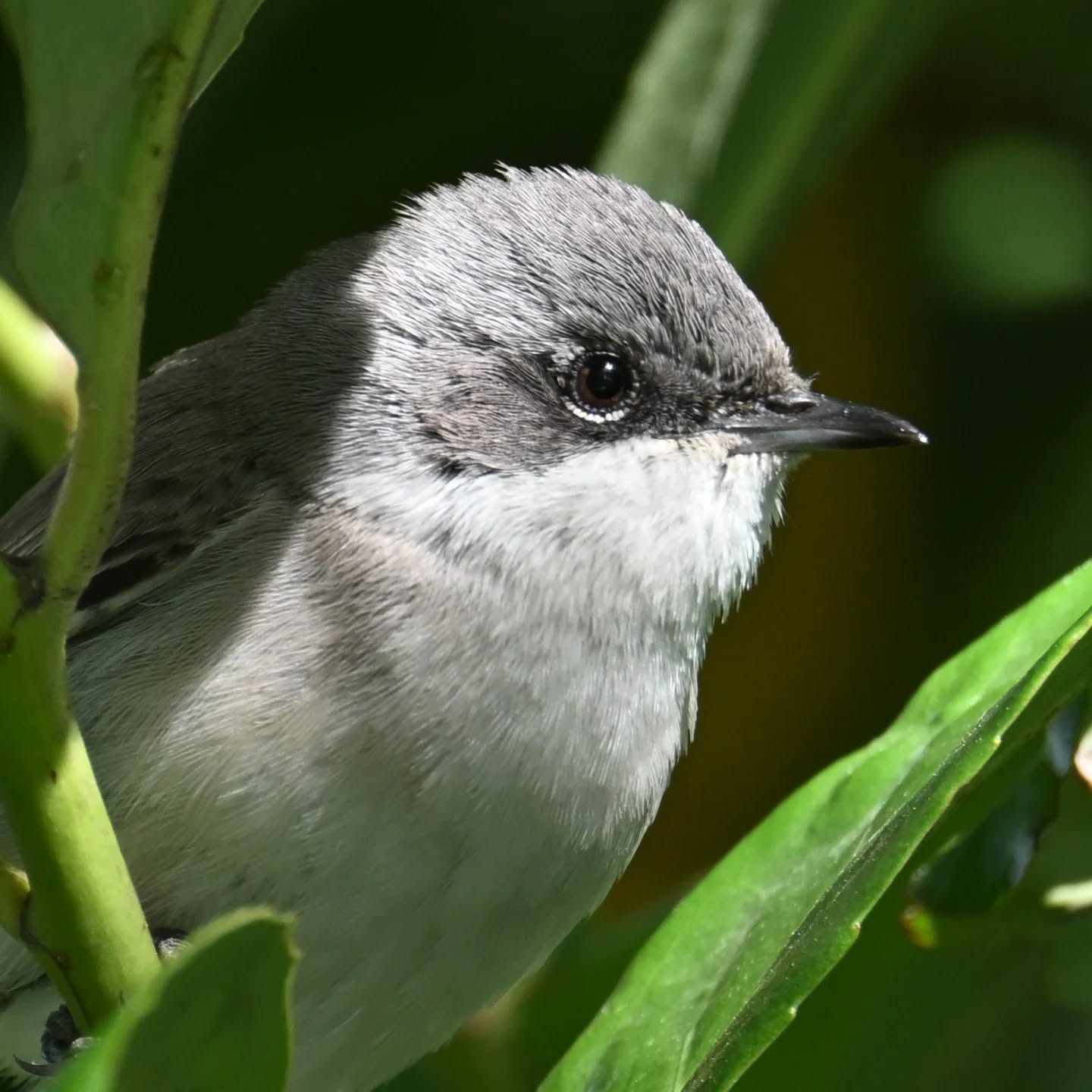 Spamowania piegżą ciag dalszy 😊 tę spotkaliśmy rok temu na dolnym Śląsku o tej samej porze roku, ale jeszcze nie publikowaliśmy tych zdjęć | More whitethroat spam incoming! 😊 We met this one a year ago in Lower Silesia at the same time of year, but we haven't shared these photos yet

#piegża #ptakiwiosną #currucacurruca #lesserwhitethroat #birdsinspring