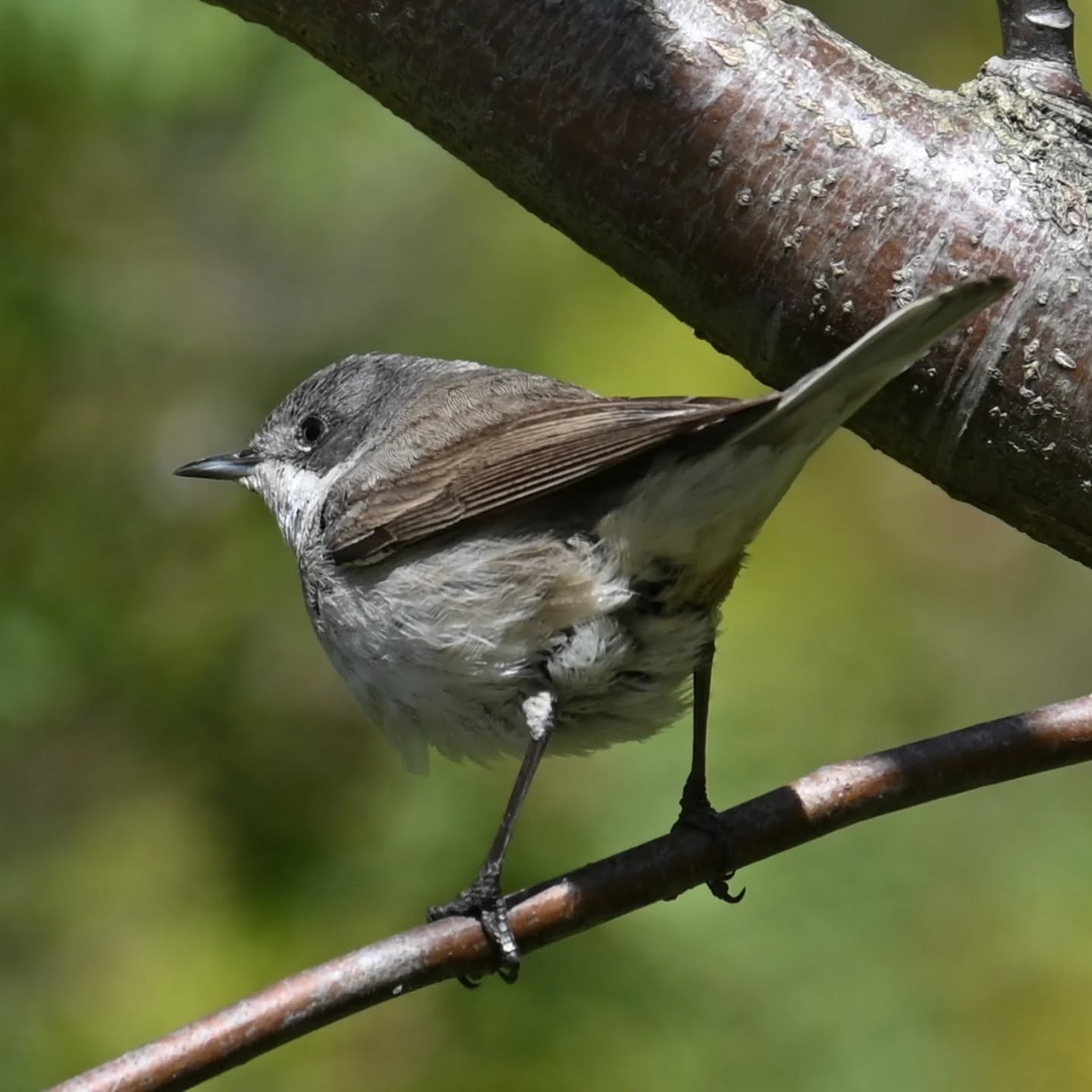 Inne ujęcie piegży, która ostatnio gościła już na naszym profilu 😊 | Another take of the whitethroat that was a guest on our profile recently 😊

#piegża #ptakiwiosną #currucacurruca #lesserwhitethroat #birdsinspring