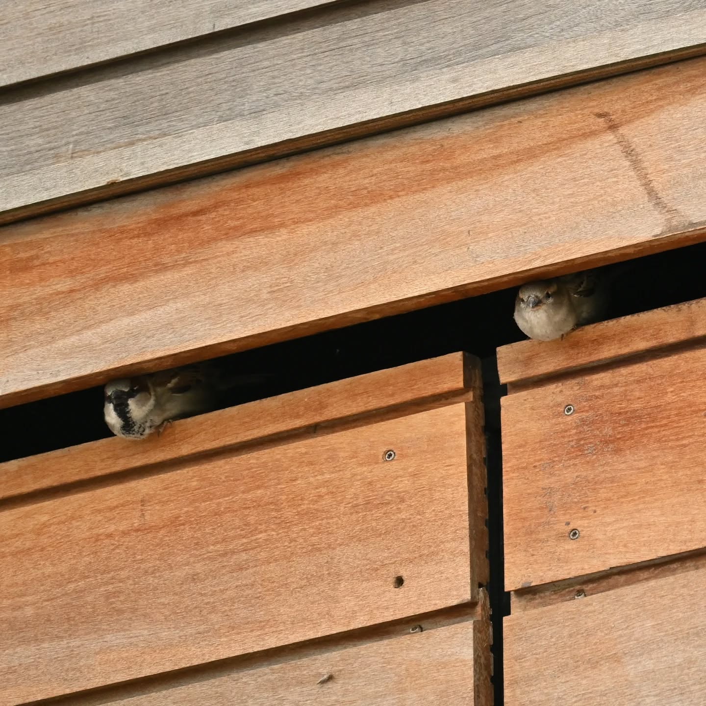 Portowe wróble | Harbor sparrows

#wróbel #ptaki #passerdomesticus #sparrow #housesparrow