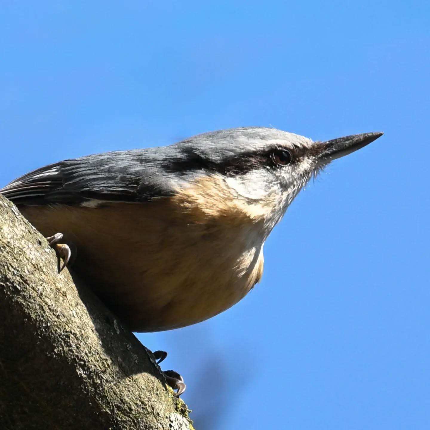 Kowalik

#kowalik #ptaki #sittaeuropaea #nuthatch #eurasiannuthatch