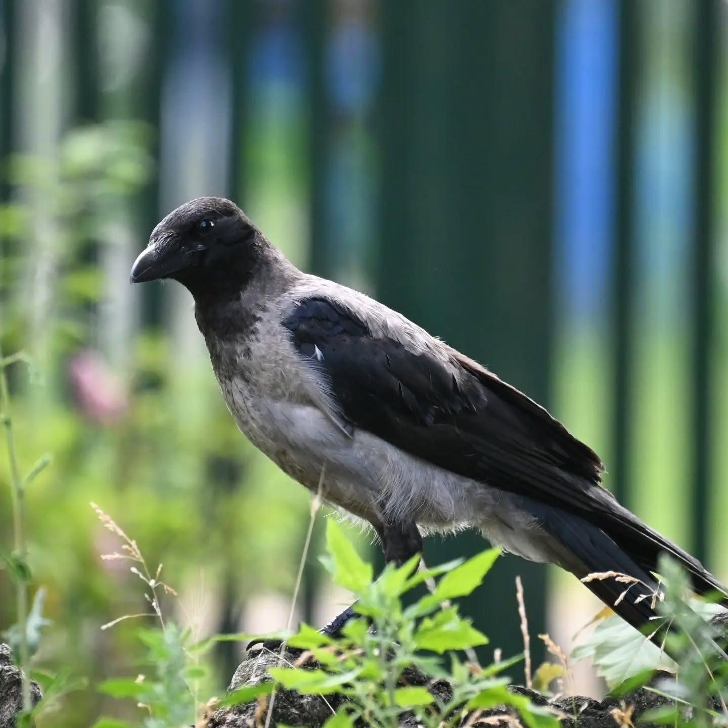 Młoda wrona z podwórka pod blokiem | A young crow from the housing estate yard

#wronasiwa #podlotwrony #corvuscorone #hoodedcrow #juvenilehoodedcrow
