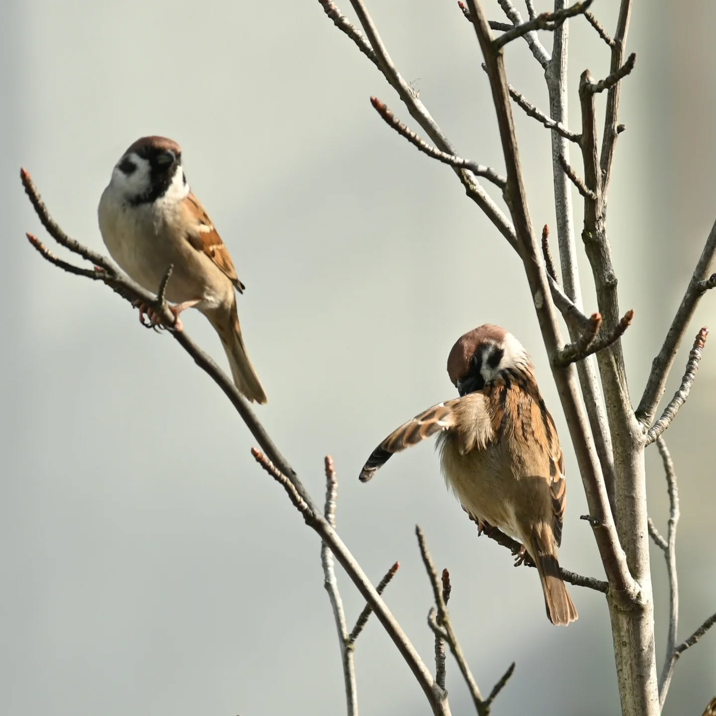 Historie z mazurkowego drzewka | Stories from the sparrows' three

#treesparrow #birds #passermontanus #mazurek #ptaki
