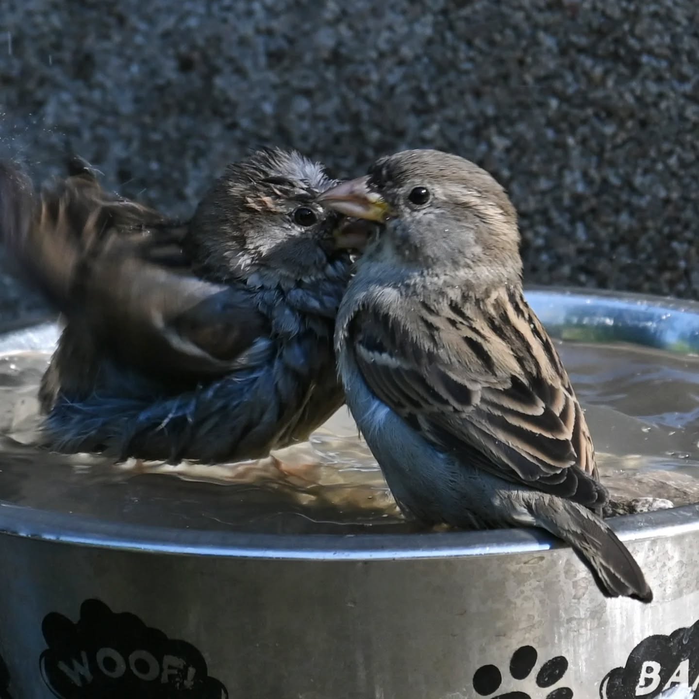 Kąpiel wróbelki 

#wróbel #samicawróbla #passerdomesticus #sparrow #femalesparrow