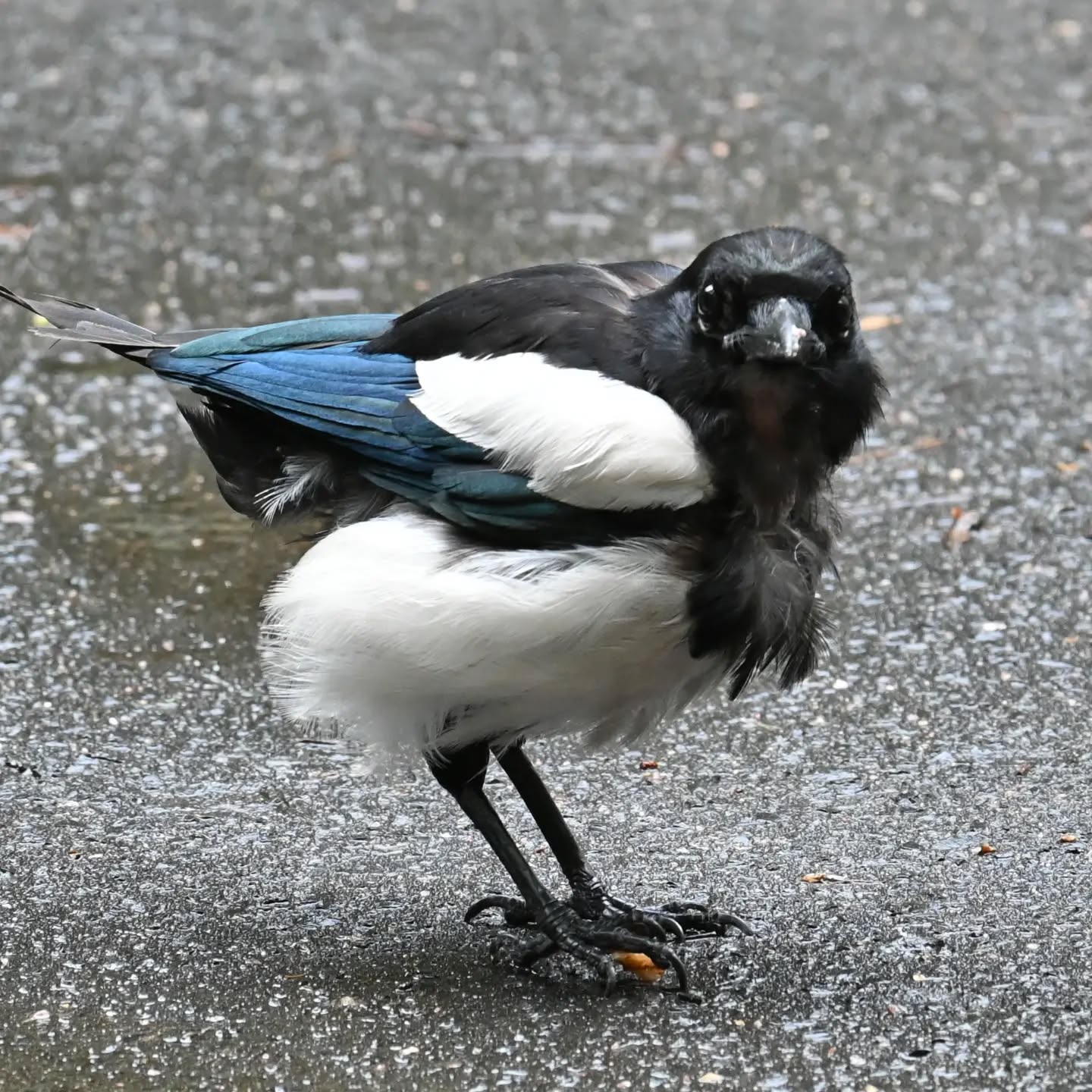 Młoda sroczka poczęstowana orzechem. Niedojedzoną resztkę orzecha zakopała między trawami. | A young magpie was treated to a nut. She buried the unfinished leftover nut among the grass.

#sroka #ptaki #picapica #magpie #birds