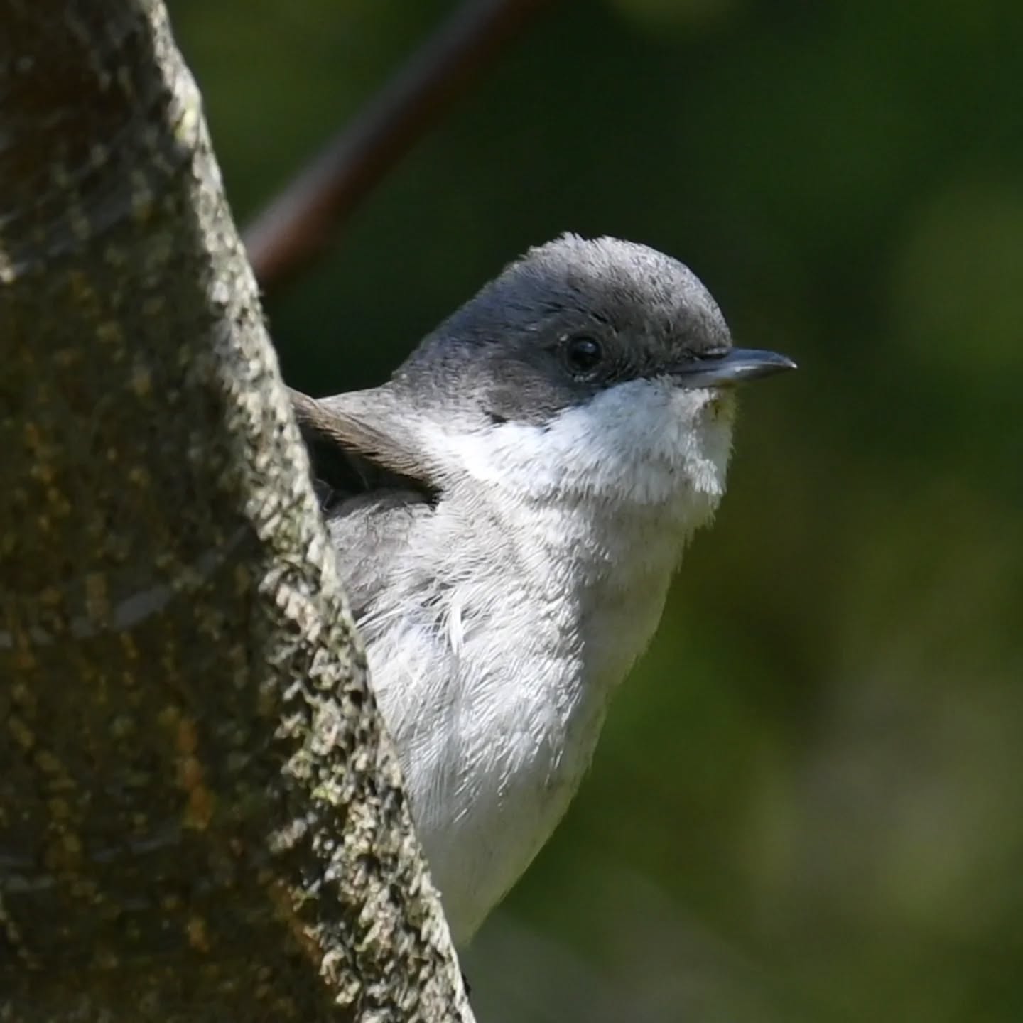 Piegża, oświetlenie trafiło się jak z siedemnastowiecznych niderlandzkich portretów 😊 | Lesser whitethroat, caught some beautiful lighting, reminiscent of a 17.th centaury dutch portraits 😊

#piegża #ptakiwiosną #currucacurruca #lesserwhitethroat ##birdsinspring