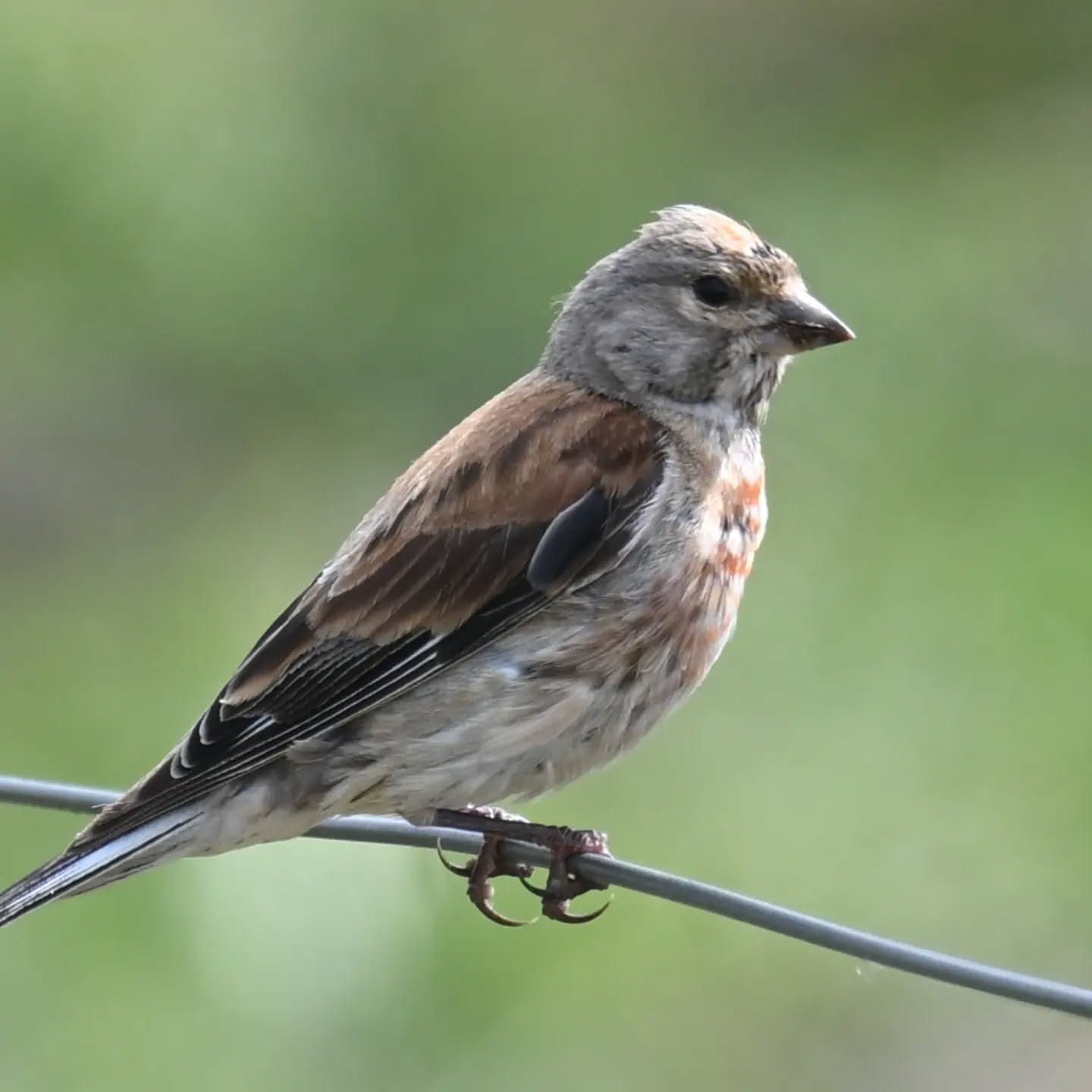 Makolągwa | Common linnet

#makolągwa #ptaki #linariacannabina #commonlinnet #birds