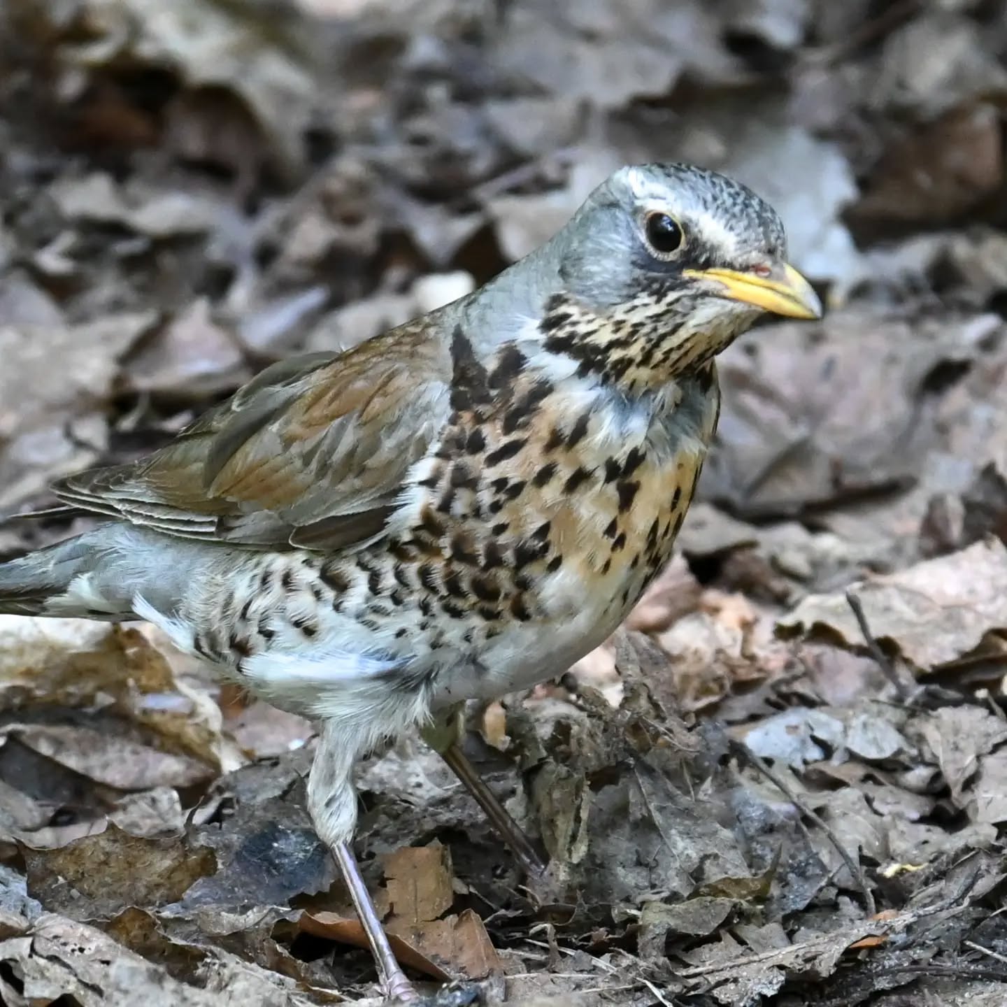 Kwiczoł kameleon, idealnie wkomponowany w pozostałości zeszłorocznych liści 😊 |
The fieldfare chameleon, perfectly blended into the remains of last year's leaves 😊

#kwiczoł #ptaki #turduspilaris #fieldfare #birds