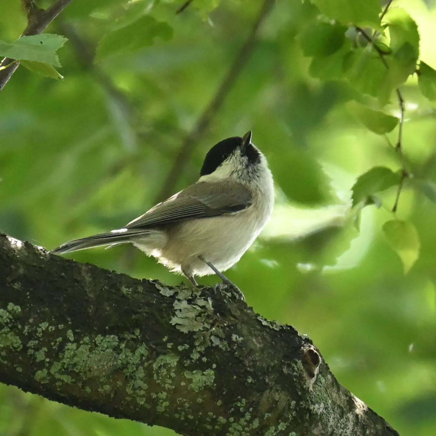 Mazurska czarnogłówka |  Masurian willow tit

Koniec sierpnia 2026 | End of August 2026 

#czarnogłówka #ptaki #poecilemontanus #willowtit #birds