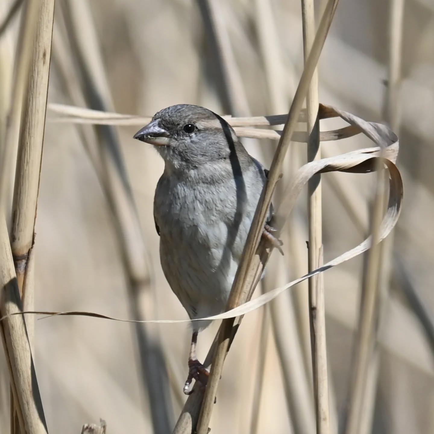 Wróbelka udaje trzciniaka 😉

#wróbel #samicawróbla #passerdomesticus #sparrow #femalesparrow