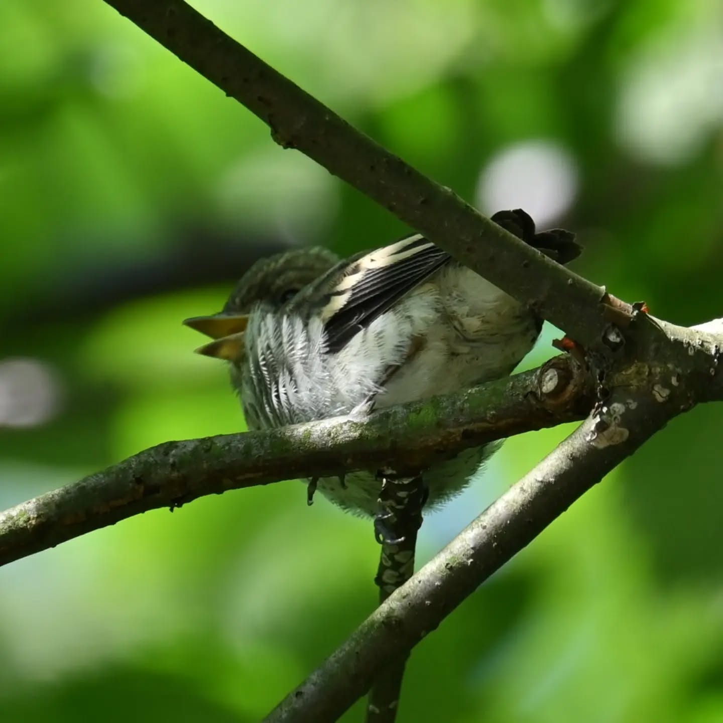 Samiec muchołówki żałobnej, oprócz niego na gałązkach był również inny ptaszek, prawdopodobnie podlot. | 
A male European pied flycatcher, and beside him on the branches there was also another little bird, probably a fletchling.

Czerwiec 2024 | June 2024

#muchołówkażałobna #ptaki #ficedulahypoleuca
#europeanpiedflycatcher #piedflycatcher