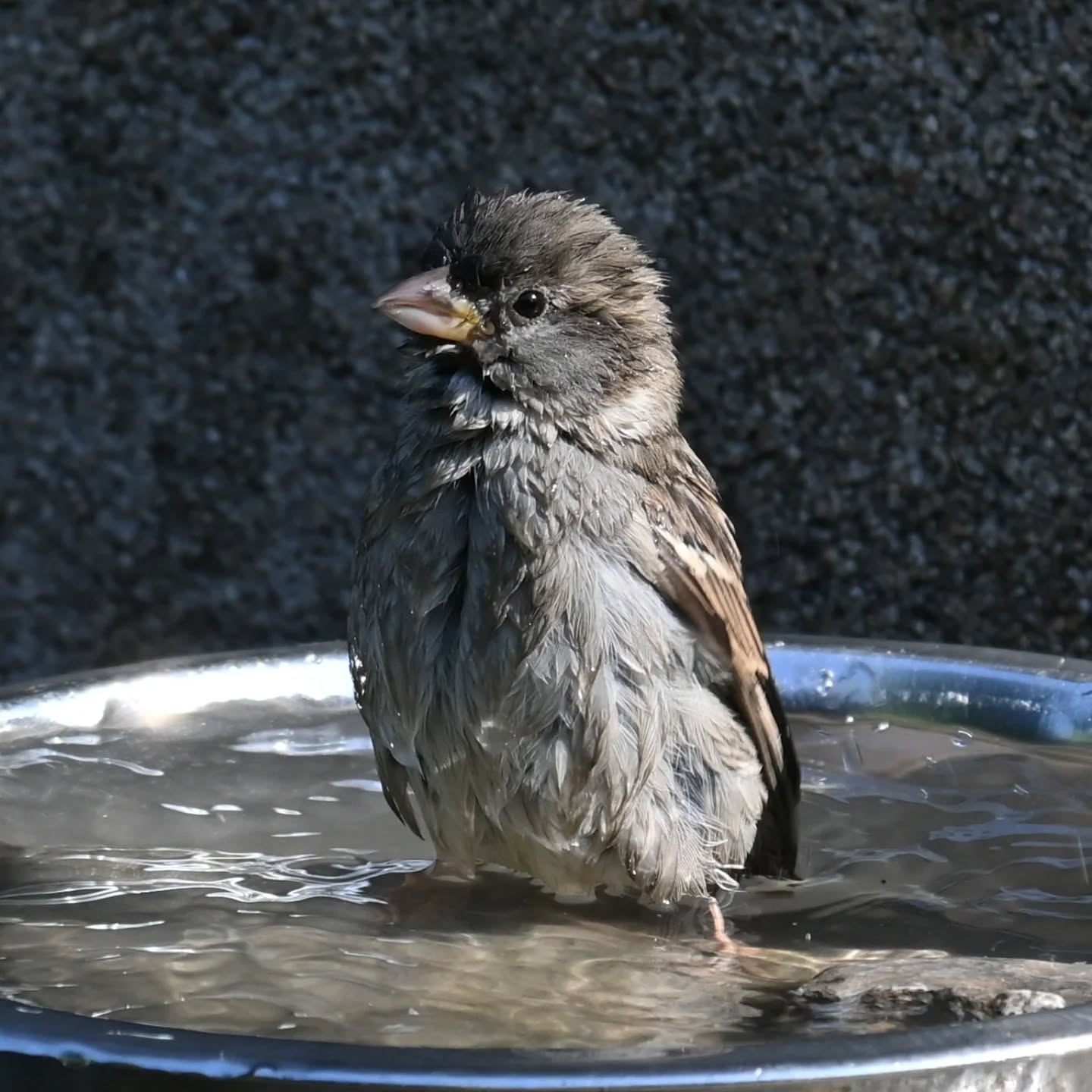 Kąpiel wróbelki 

#wróbel #samicawróbla #passerdomesticus #sparrow #femalesparrow