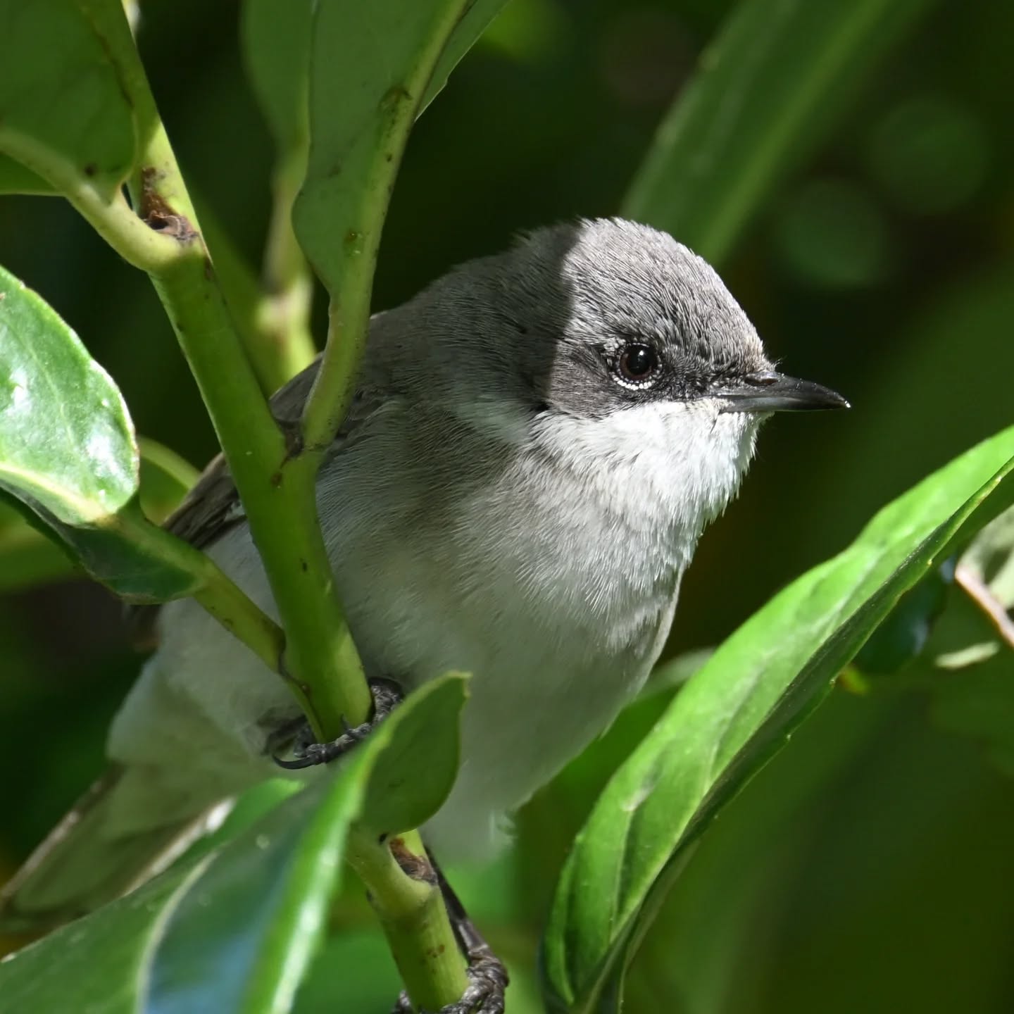 Spamowania piegżą ciag dalszy 😊 tę spotkaliśmy rok temu na dolnym Śląsku o tej samej porze roku, ale jeszcze nie publikowaliśmy tych zdjęć | More whitethroat spam incoming! 😊 We met this one a year ago in Lower Silesia at the same time of year, but we haven't shared these photos yet

#piegża #ptakiwiosną #currucacurruca #lesserwhitethroat #birdsinspring