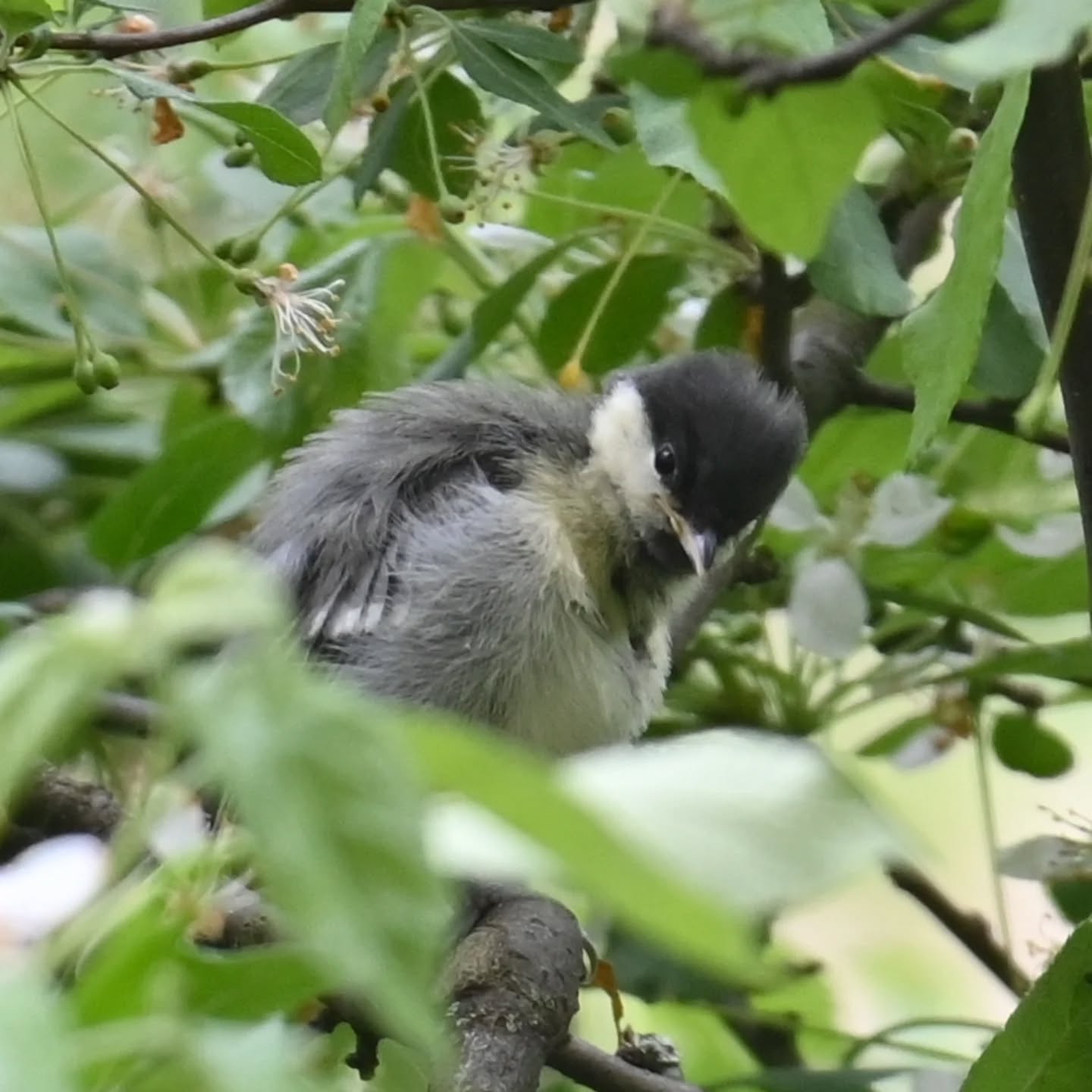 Pierwsze w tym roku ptasie dzieci pod naszym blokiem ☺️ i to od razu piątka bogatek! 

#sikorabogatka #bogatka #parusmajor #greattit #juvenilegreattit