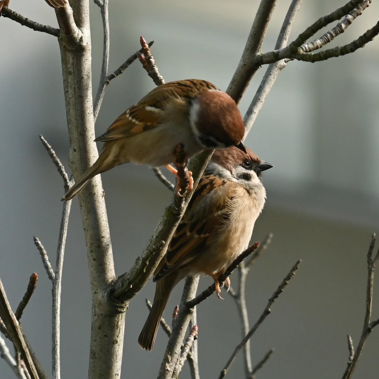 Historie z mazurkowego drzewka | Stories from the sparrows' three

#treesparrow #birds #passermontanus #mazurek #ptaki