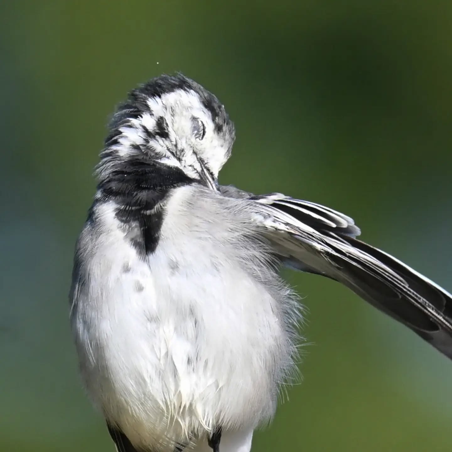 Pliszka siwa pielęgnująca pióra | White wagtail preening its feathers

#pliszkasiwa #ptaki #motacillaalba #whitewagtail #birds