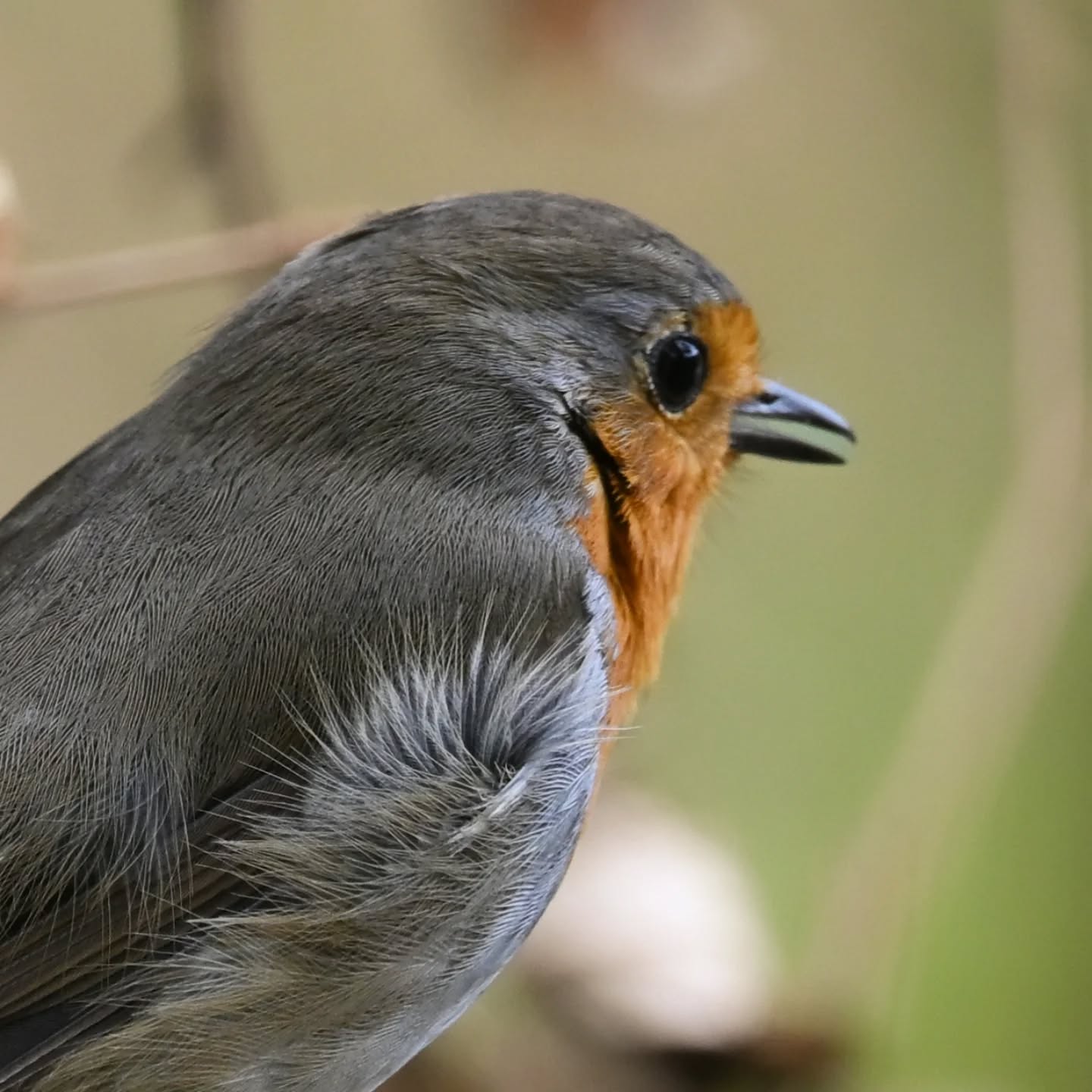 Rudzik znad Jeziora Szmaragdowego w Szczecinie | A robin from Emerald Lake in Szczecin

#rudzik #ptakiwiosną #erithacusrubecula #robin #birdsinspring