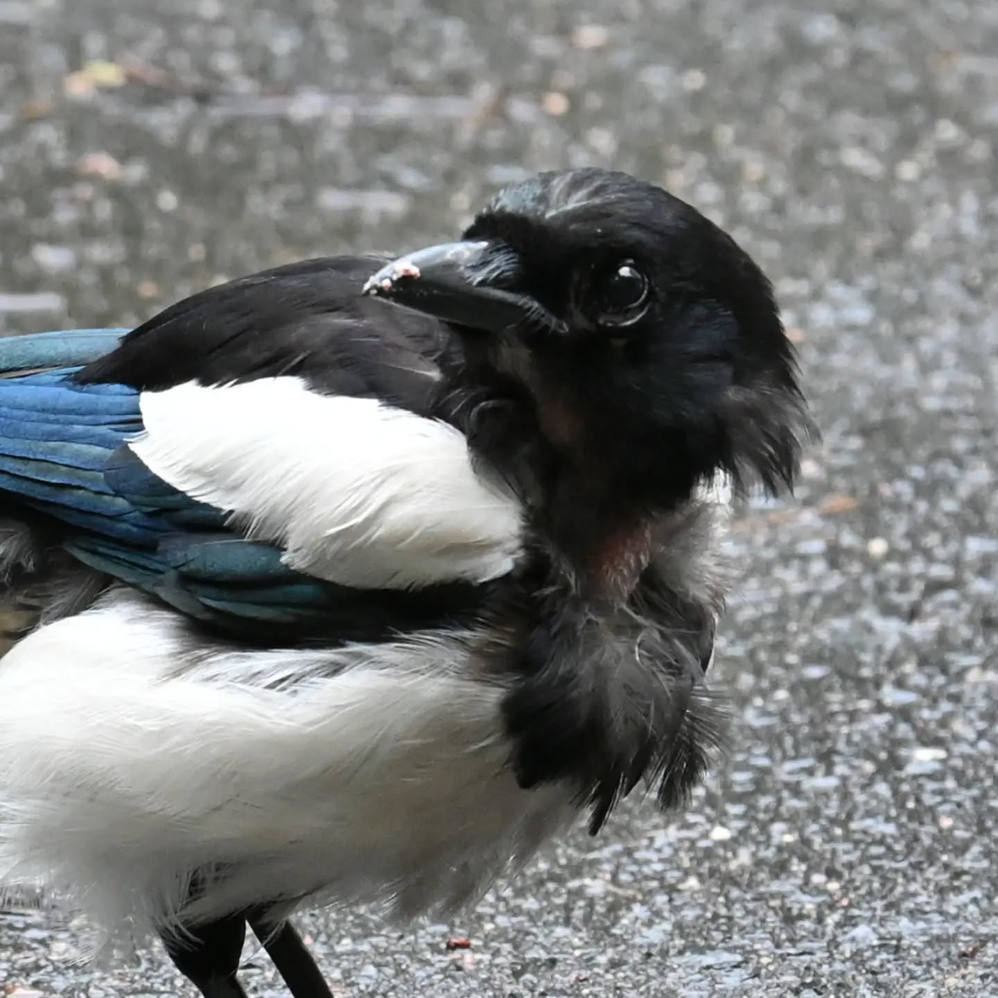 Młoda sroczka poczęstowana orzechem. Niedojedzoną resztkę orzecha zakopała między trawami. | A young magpie was treated to a nut. She buried the unfinished leftover nut among the grass.

#sroka #ptaki #picapica #magpie #birds