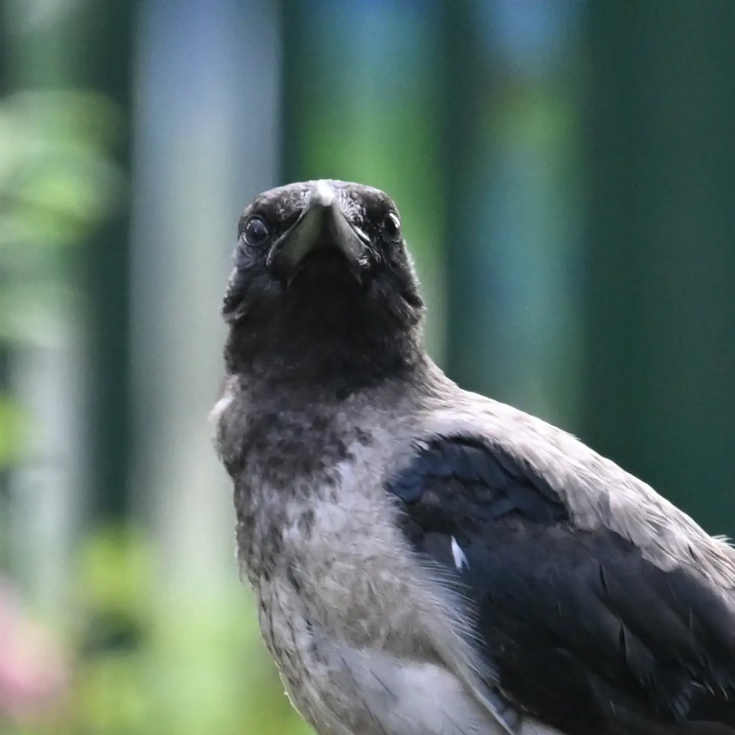 Młoda wrona z podwórka pod blokiem | A young crow from the housing estate yard

#wronasiwa #podlotwrony #corvuscorone #hoodedcrow #juvenilehoodedcrow