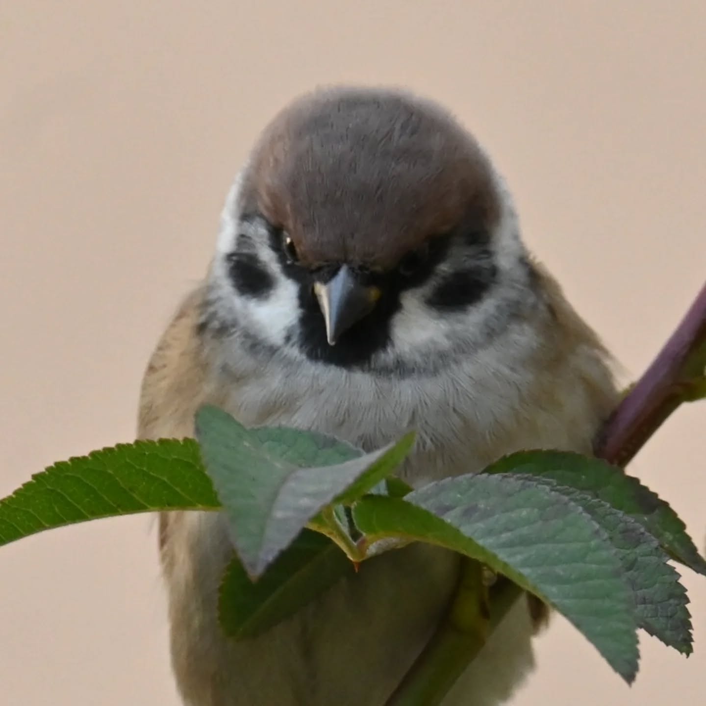 Wróżenie z listków 🌿

Mazurek, październik 2024

#mazurek #ptakimiasta #ptakipolski #ptakijesienią #ptaki #passermontanus #treesparrow #autumnbirds #birds