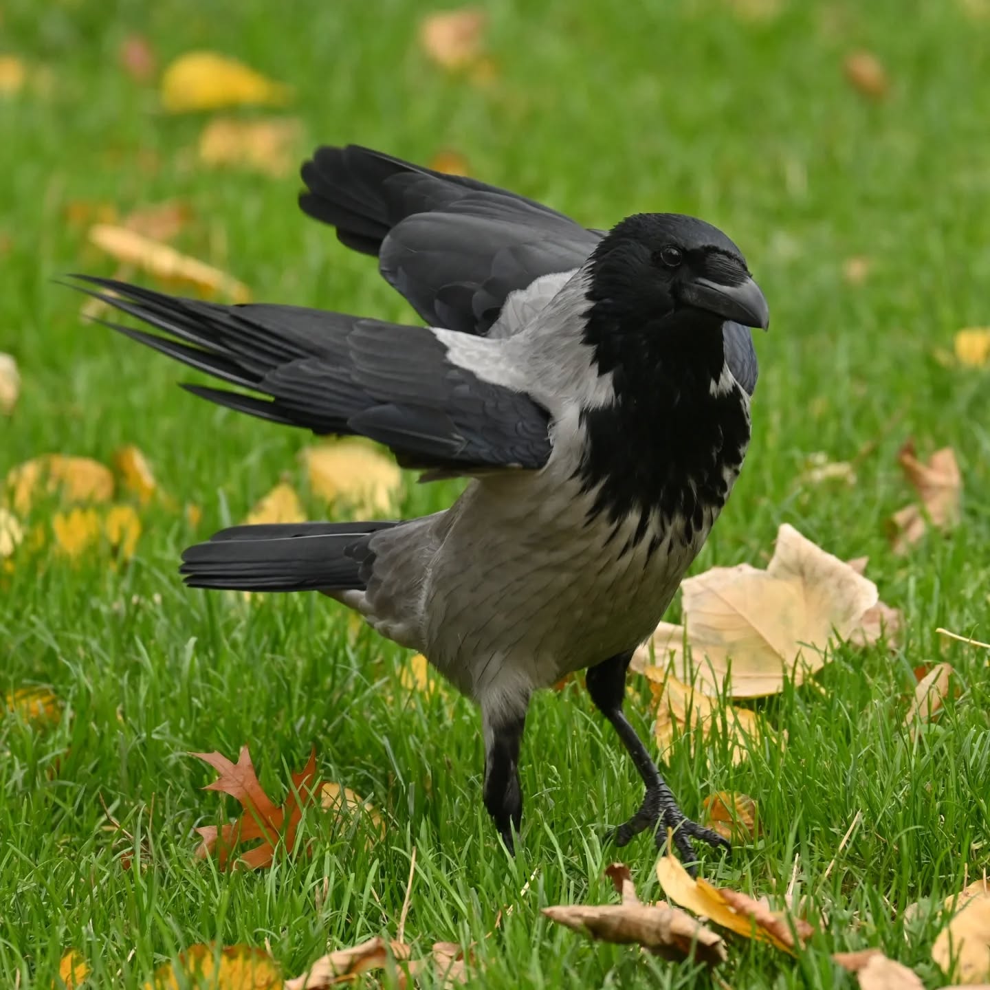 Rok temu wybraliśmy się pod Pałac Kultury na poszukiwania słynnej wrony Broni, Broni nie znaleźliśmy, ale za to trafiliśmy na taką profesjonalną wronią modelkę/modela 😎

Listopad 2024

#wronasiwa #wrona #ptakimiasta #ptakipolski #ptakijesienią #ptaki #corvuscorone #hoodedcrow #crow #autumnbirds #birds