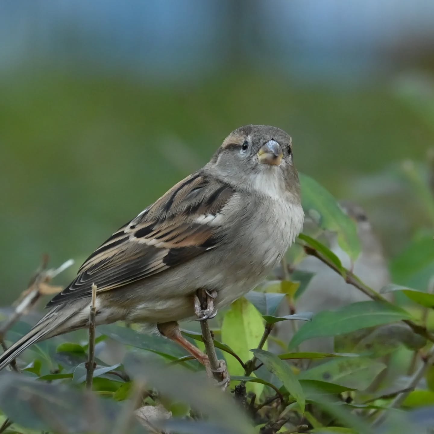 Z życia wróbelków na naszym podwórku 

Samiec i samica wróbla 

#wrobel #wróbel #ptakipolski #ptakimiasta  #ptaki #passerdomesticus  #sparrow #housesparrow #birds