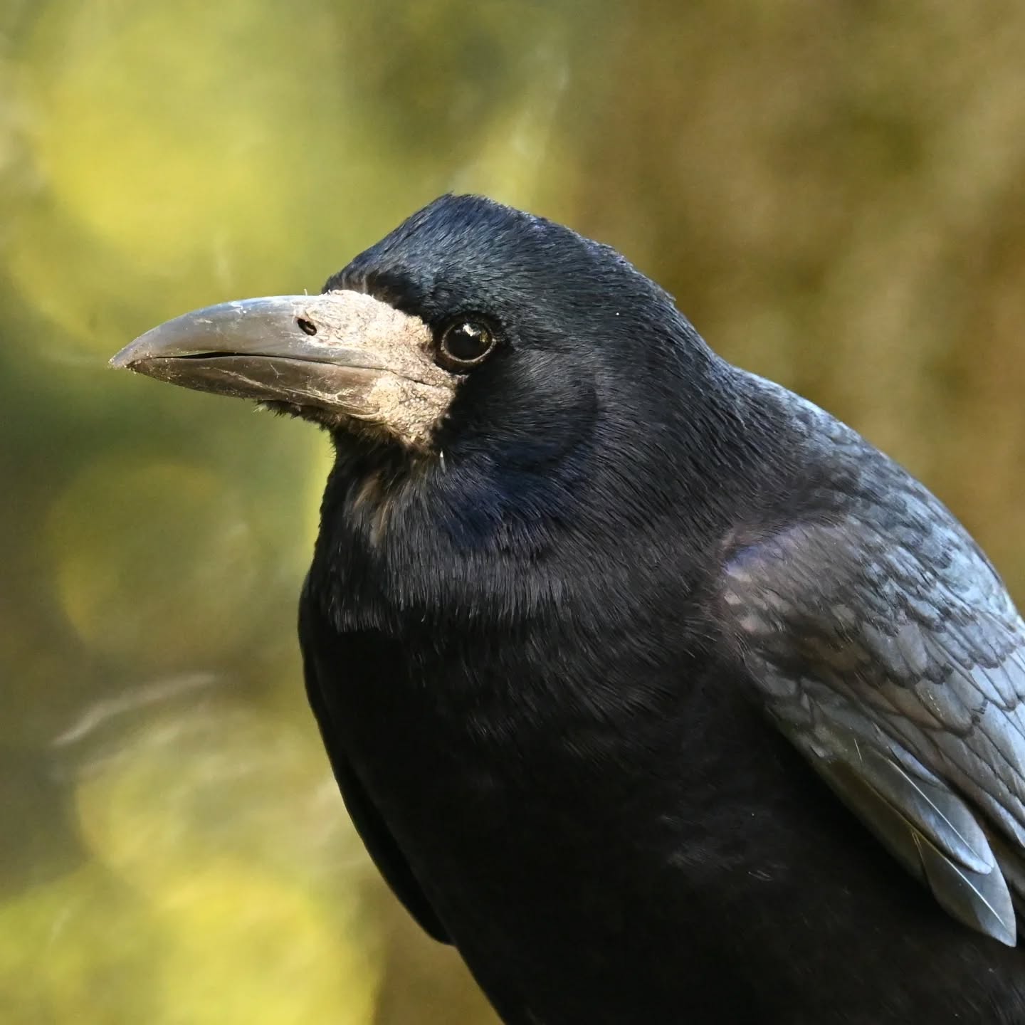 Który profil gawrona ładniejszy? 

#gawron #ptakipolski #ptakizimujące #ptakijesienią #ptakimiasta #ptaki #curvusfrugilegus #rook #autumnbirds #birds