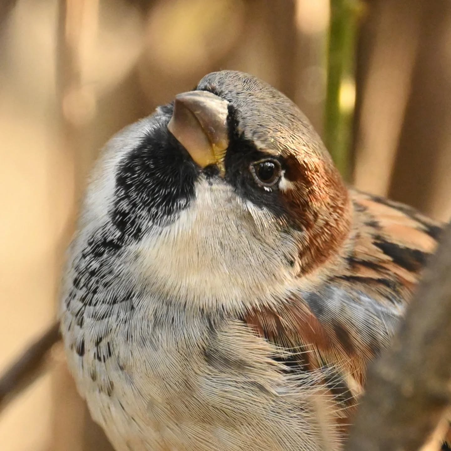 Portret wróbelka 💛

#wrobel #wróbel #ptaki #ptakipolski #ptakimiasta #passerdomesticus #sparrow #birds