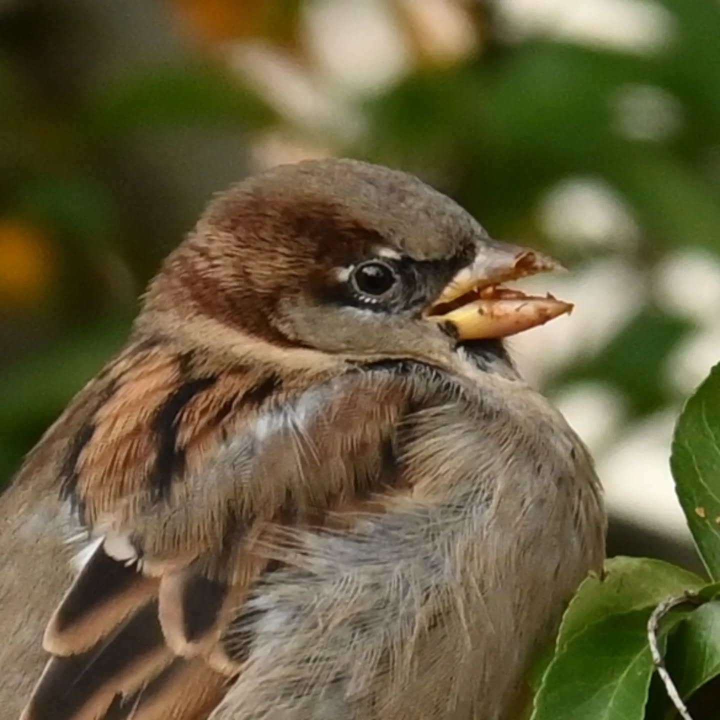Podjadanie owocków ognika

#wrobel #wróbel #ptakipolski #ptakimiasta #ptakijesienią #ptaki #passerdomesticus  #sparrow #housesparrow #autumnbirds #birds