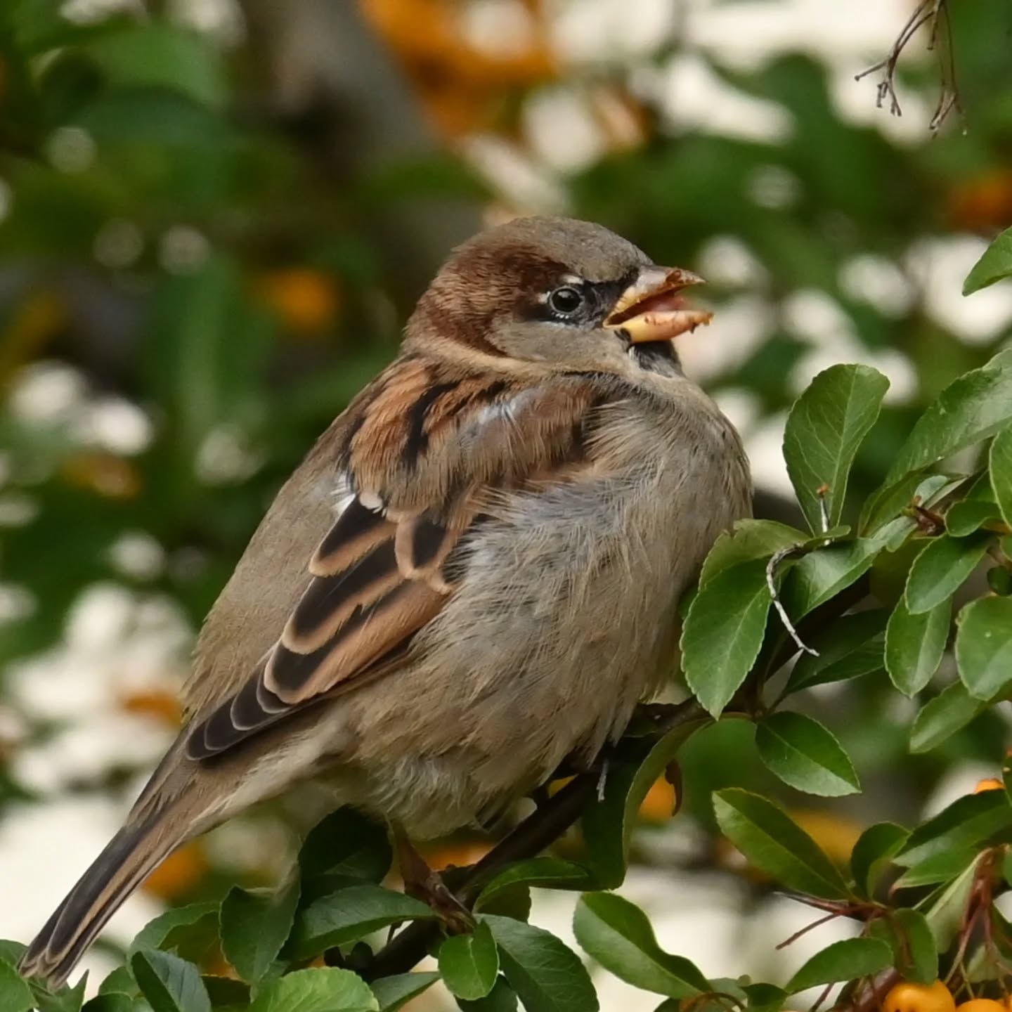Podjadanie owocków ognika

#wrobel #wróbel #ptakipolski #ptakimiasta #ptakijesienią #ptaki #passerdomesticus  #sparrow #housesparrow #autumnbirds #birds