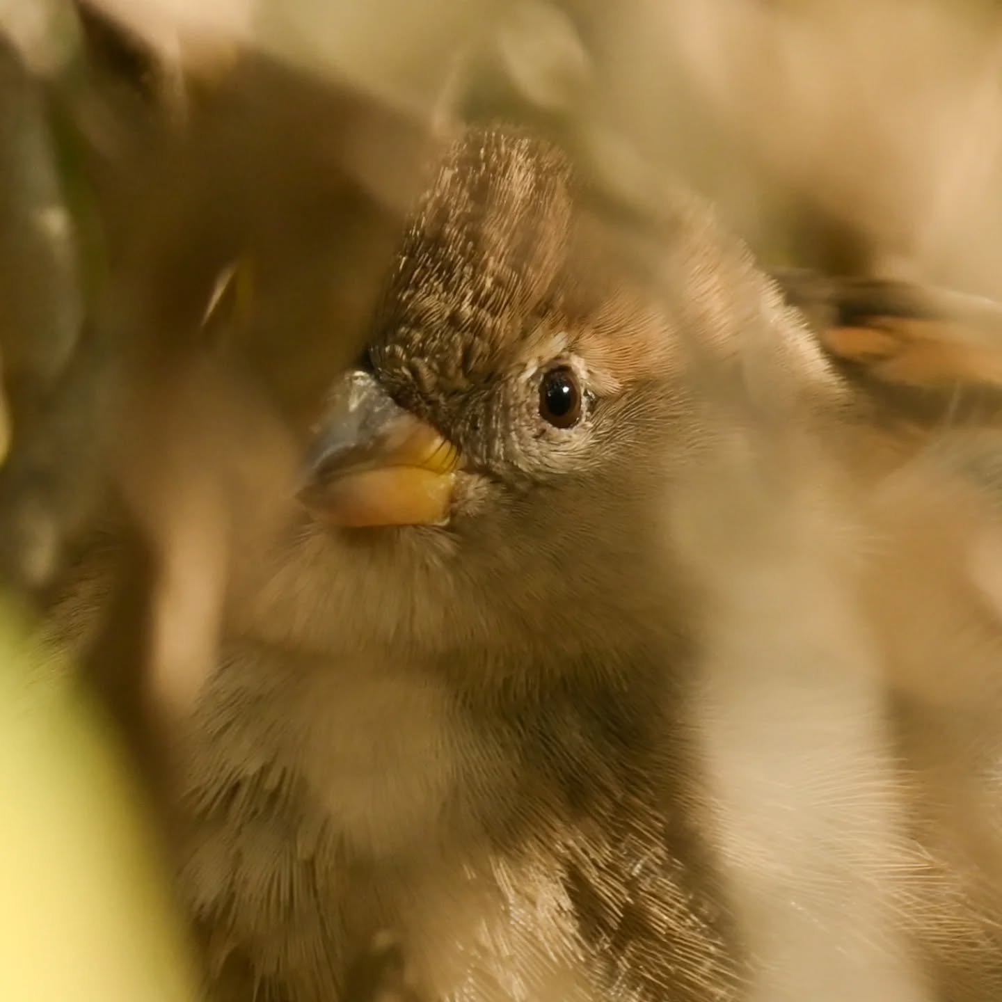Wróbelkowe oczko 💛 

#wrobel #wróbel #ptakipolski #ptakimiasta #ptakijesienią #ptaki #passerdomesticus  #sparrow #housesparrow #autumnbirds #birds